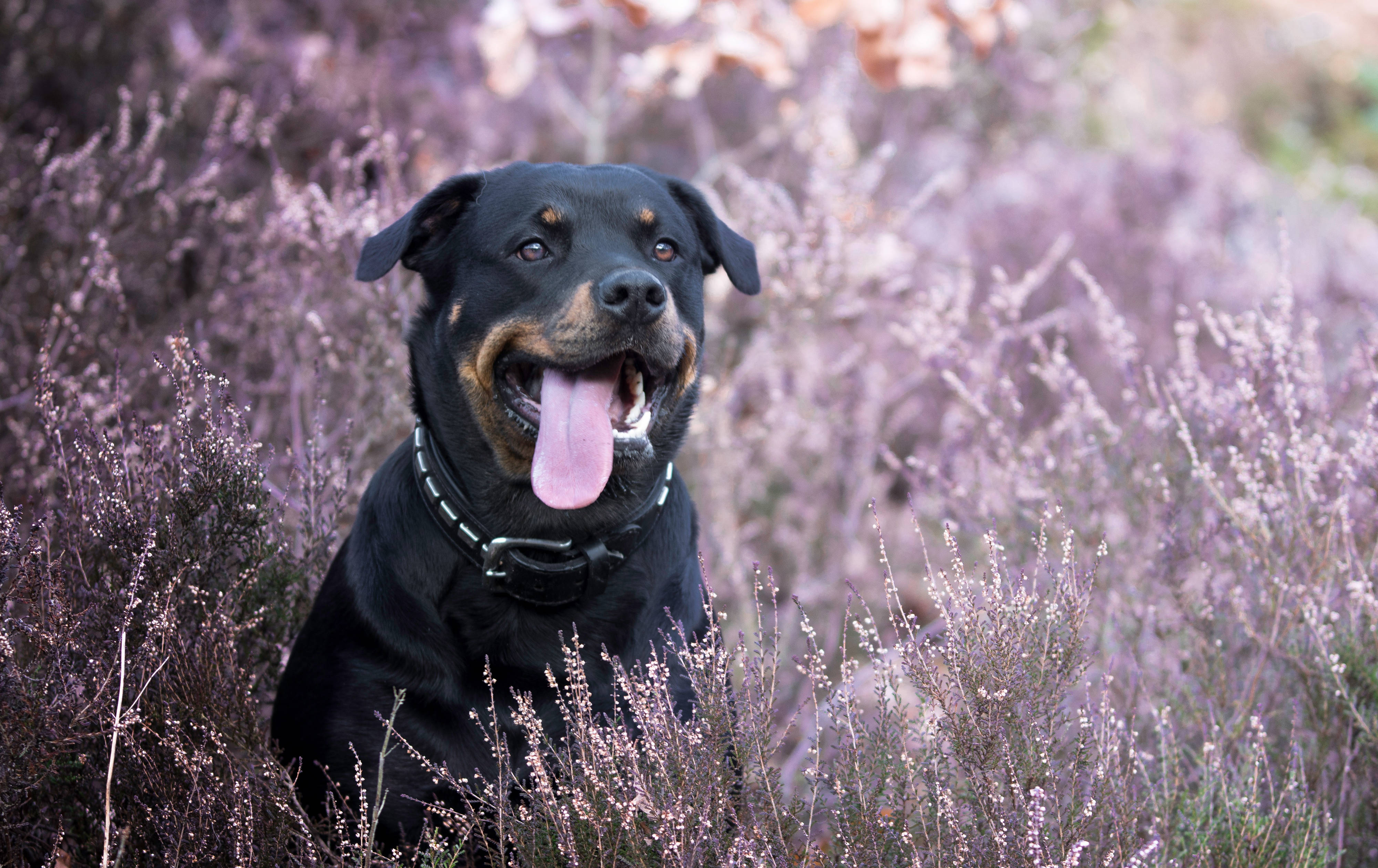 羅威納犬與薰衣草 壁紙 — 一隻開心的洛威拿伸出舌頭，坐在柔和自然光中的紫色石楠叢中。