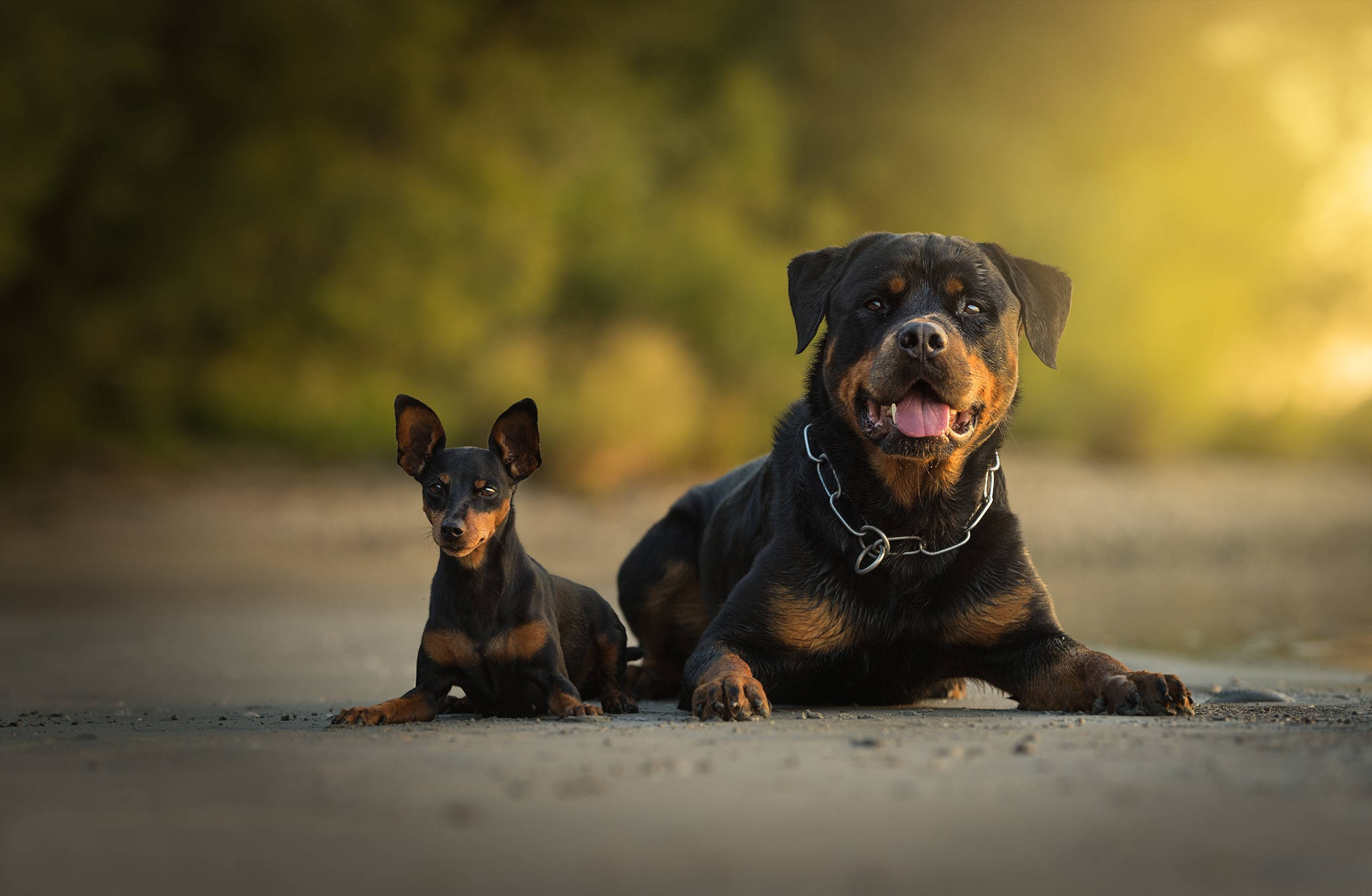 羅威納犬與迷你賓士犬 壁紙 — 一隻大型洛威拿和一隻小黑褐色狗在沐浴著溫暖金色夕陽的泥土小徑上一起休息。
