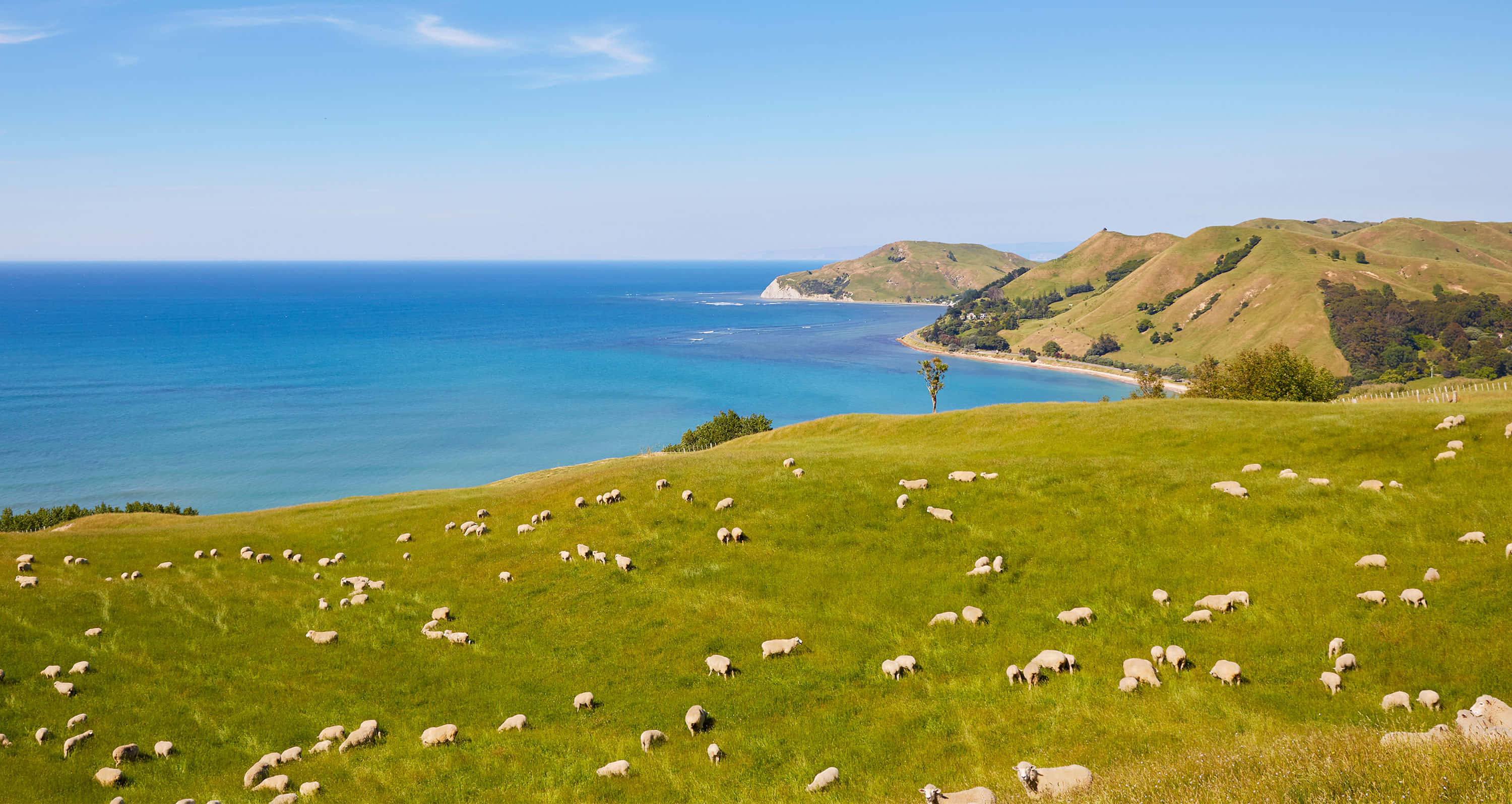 New Zealand 桌布 壁紙 — 羊群在陽光明媚的綠色山坡上吃草，俯瞰著碧綠色的海灣，遠處是連綿起伏的山丘，天空清澈湛藍。