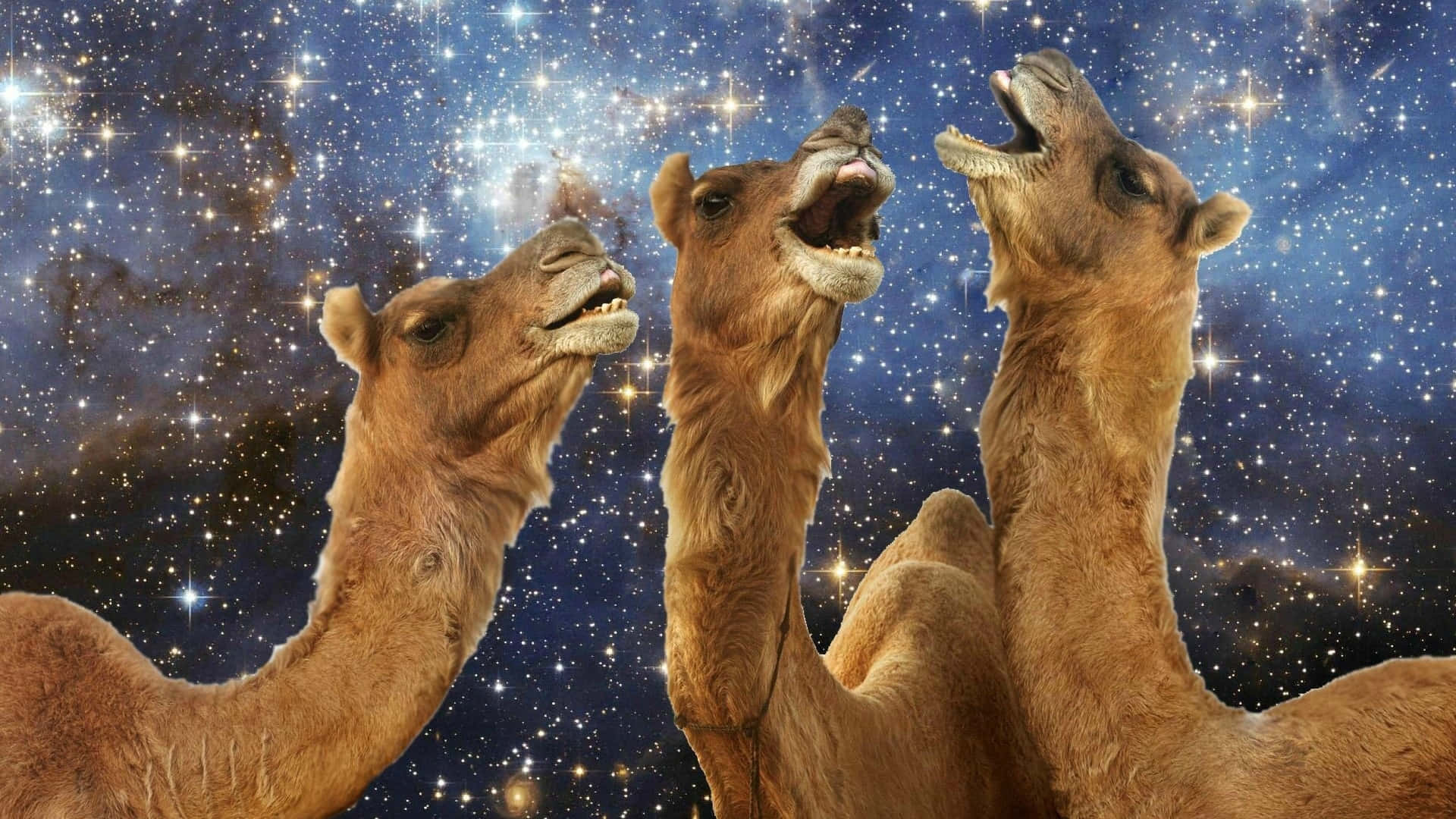 羊駝的日常 壁紙 — 三隻張開嘴的駱駝站在充滿閃爍星星和宇宙雲層的星雲天空前。