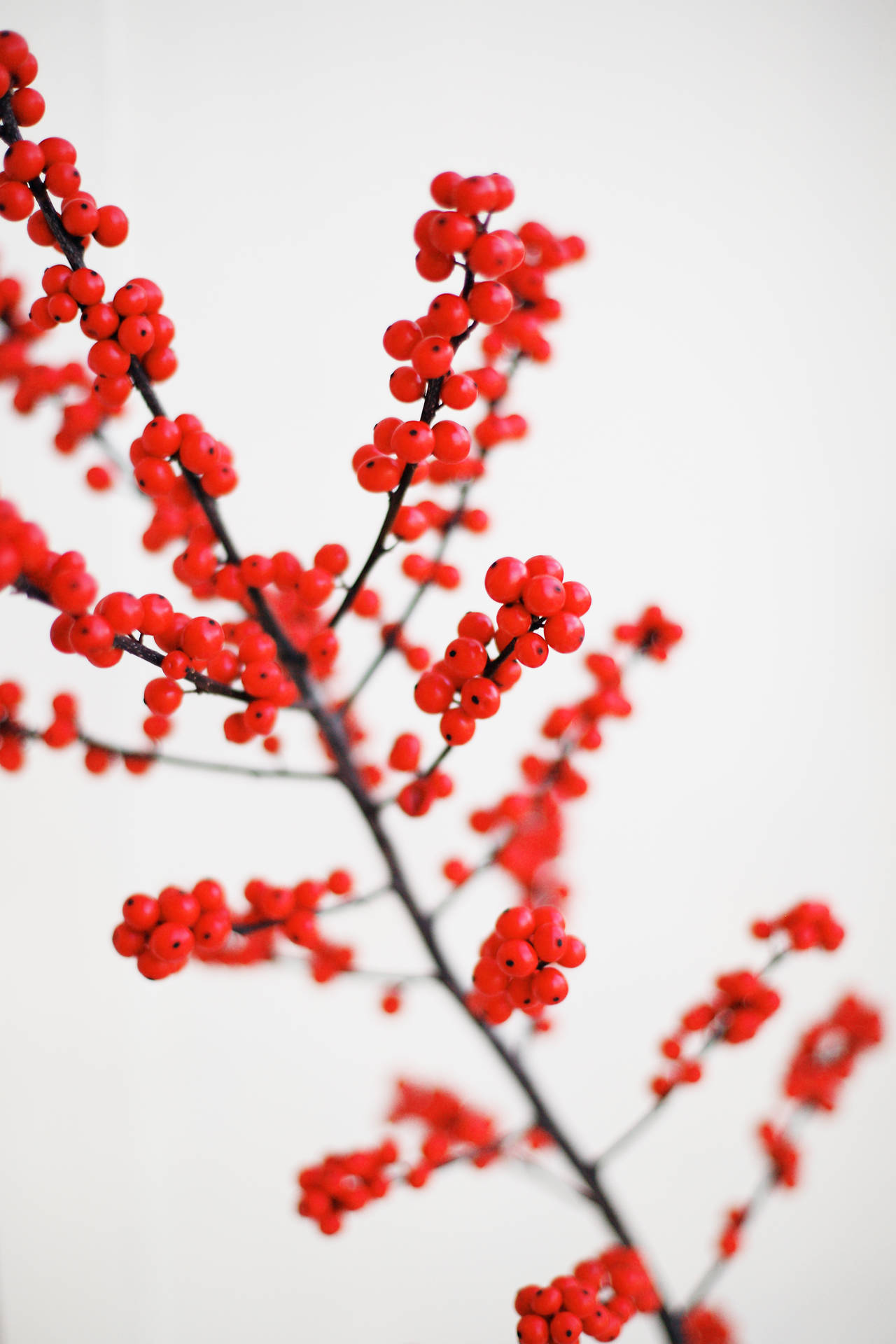 白色背景上深色樹枝的紅色漿果