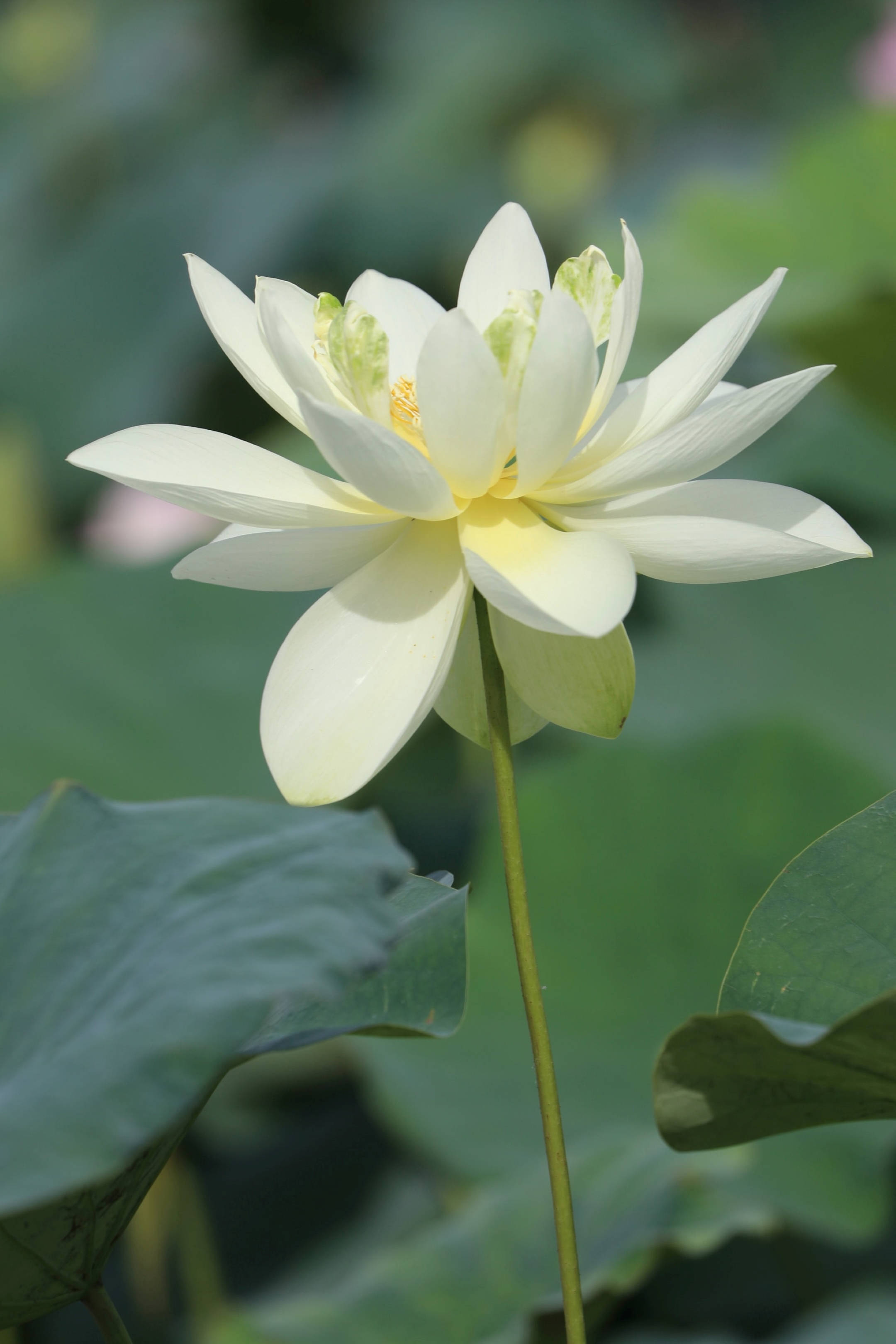 美國白百合花 壁紙 — 一朵純潔的白蓮花在茂盛的綠色睡蓮葉背景下，在明亮的日光下優雅地綻放。