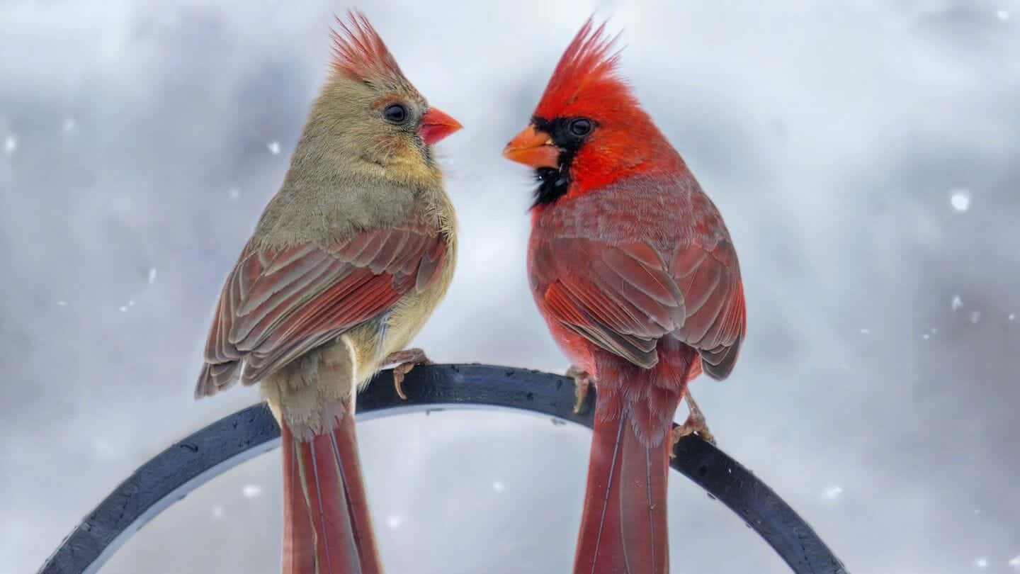 兩隻紅衣鳳頭鳥棲息在餵食器上，雪花飄落。