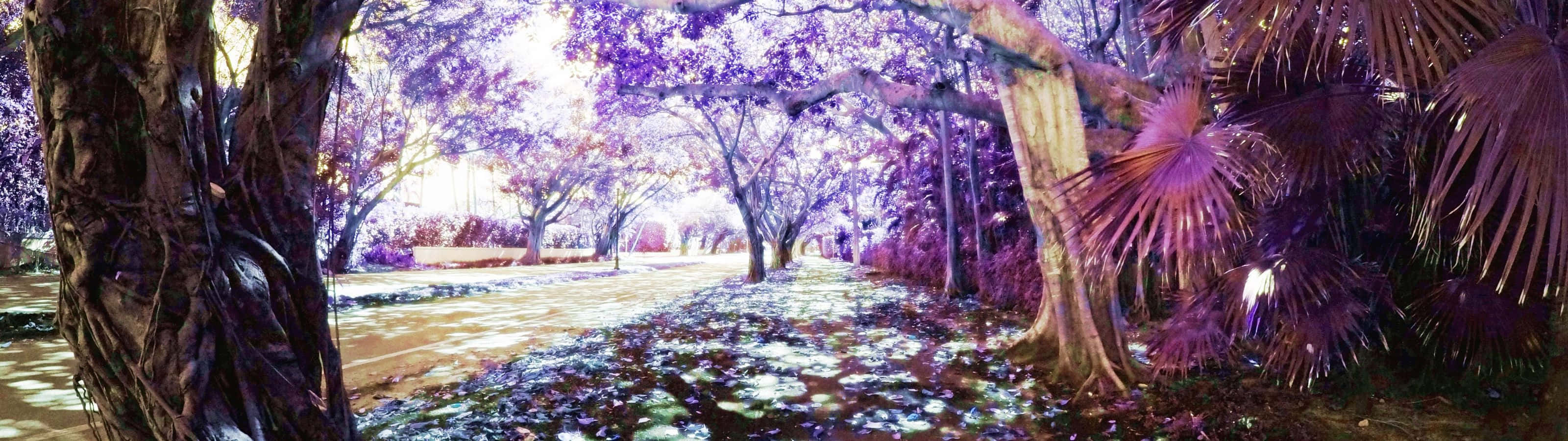 美國西南部沙漠中的長長公路 壁紙 — 一條超現實的森林小徑，沐浴在發光的紫色光芒中，擁有鮮豔的樹葉和斑駁的陰影。