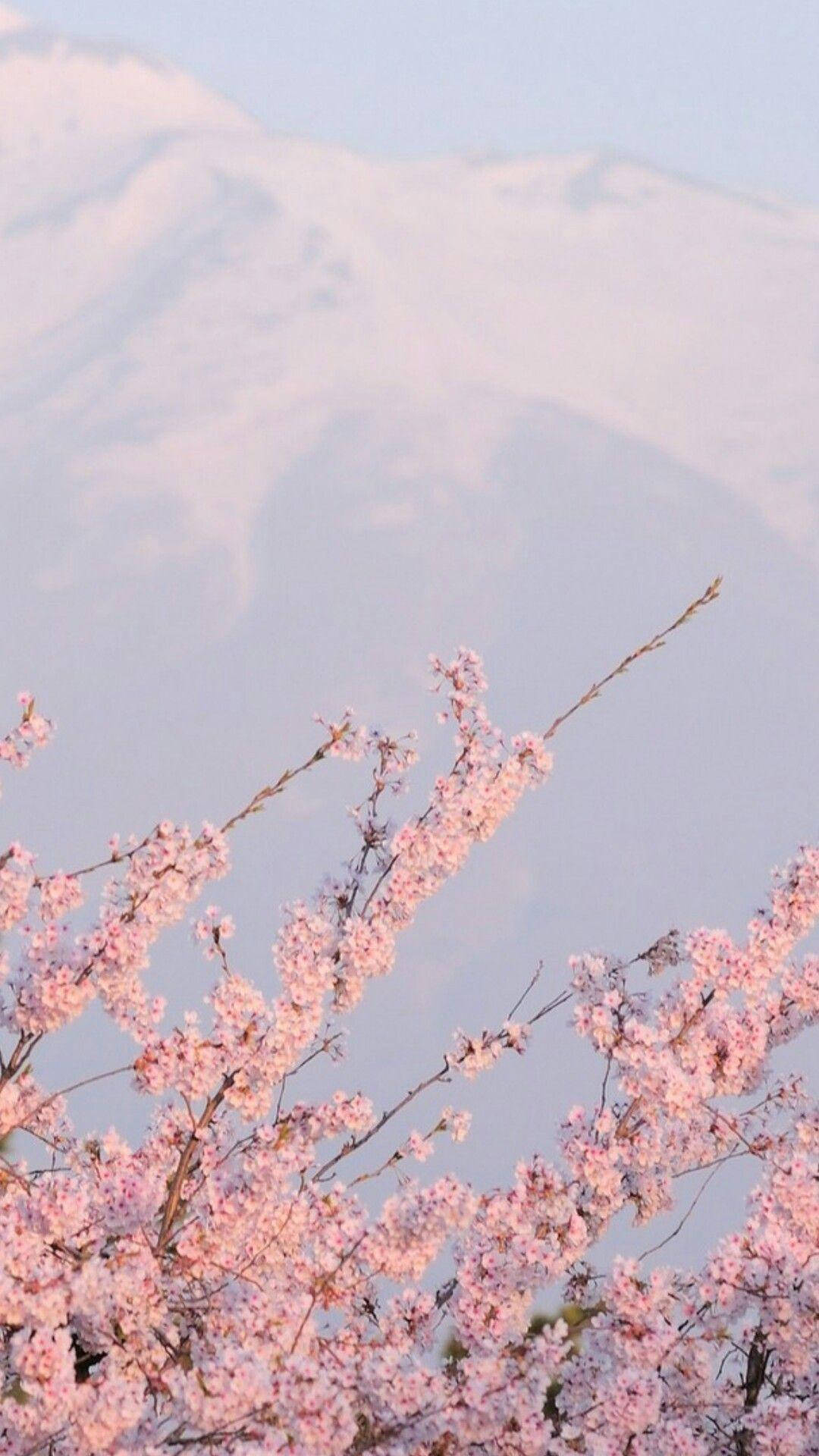 美學Tumblr 樱花盛開 壁紙 — 粉紅色的櫻花在前景盛開，背景中一座積雪的山峰在蒼白的天空下柔和地升起。