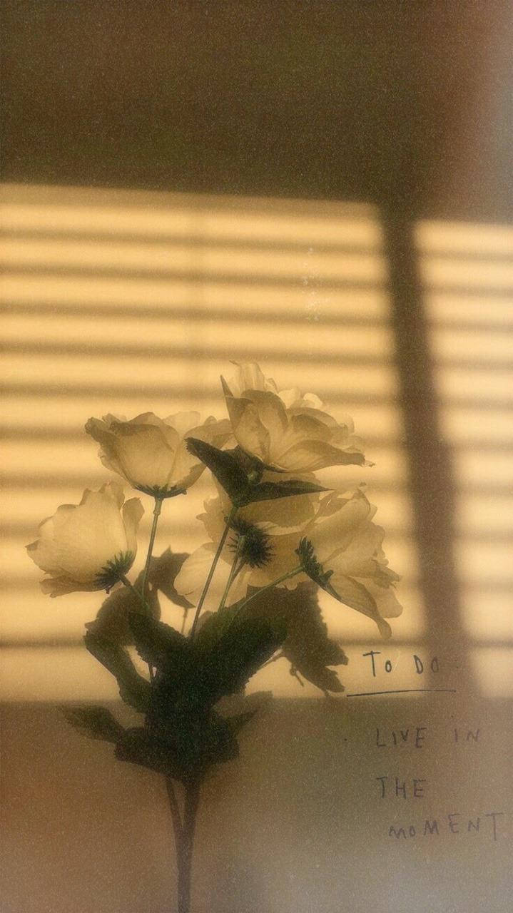 美學Tumblr 白玫瑰花束 壁紙 — 柔軟的白色花朵在溫暖光線透過水平百葉簾照射下，投下柔和的陰影。