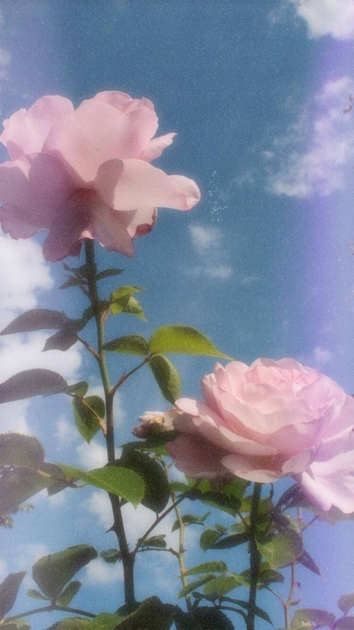 美學Tumblr 粉嫩小花 壁紙 — 兩朵嬌嫩的粉紅玫瑰在蔚藍的天空和 fluffy 白雲中綻放。