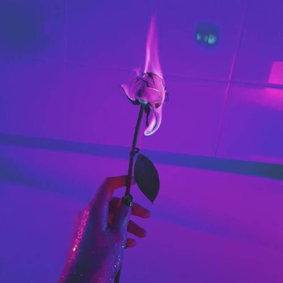 美學個人頭像 燃燒玫瑰 壁紙 — 一隻手拿著一朵被火焰吞噬的玫瑰，背景是紫色燈光照亮的瓷磚牆，營造出超現實而強烈的視覺效果。