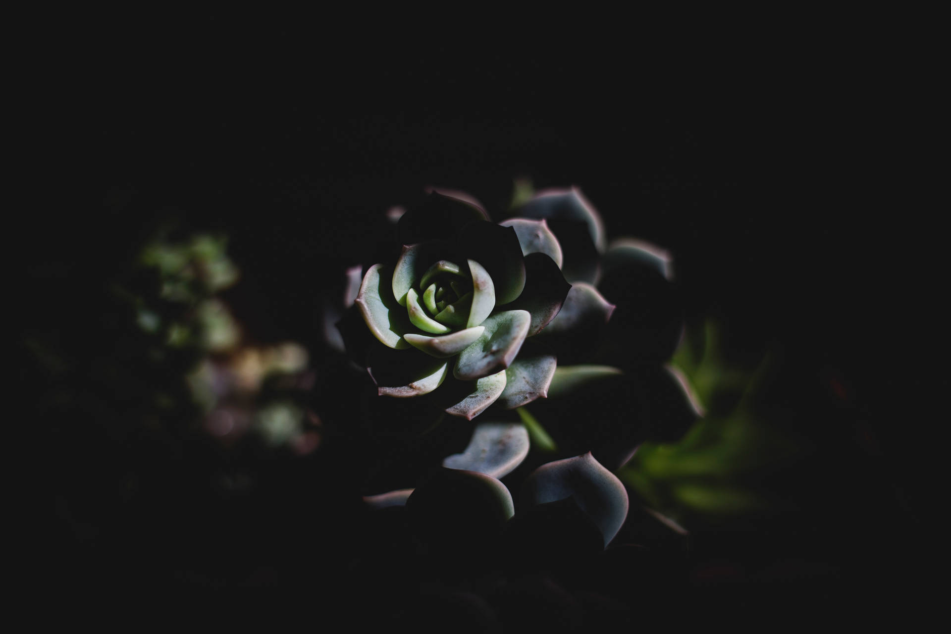一棵多肉植物，葉片層疊，在深色背景前被照亮。