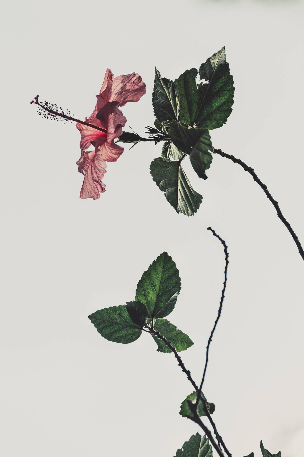 粉紅朱槿花與綠葉的美學壁紙 — 花 壁紙