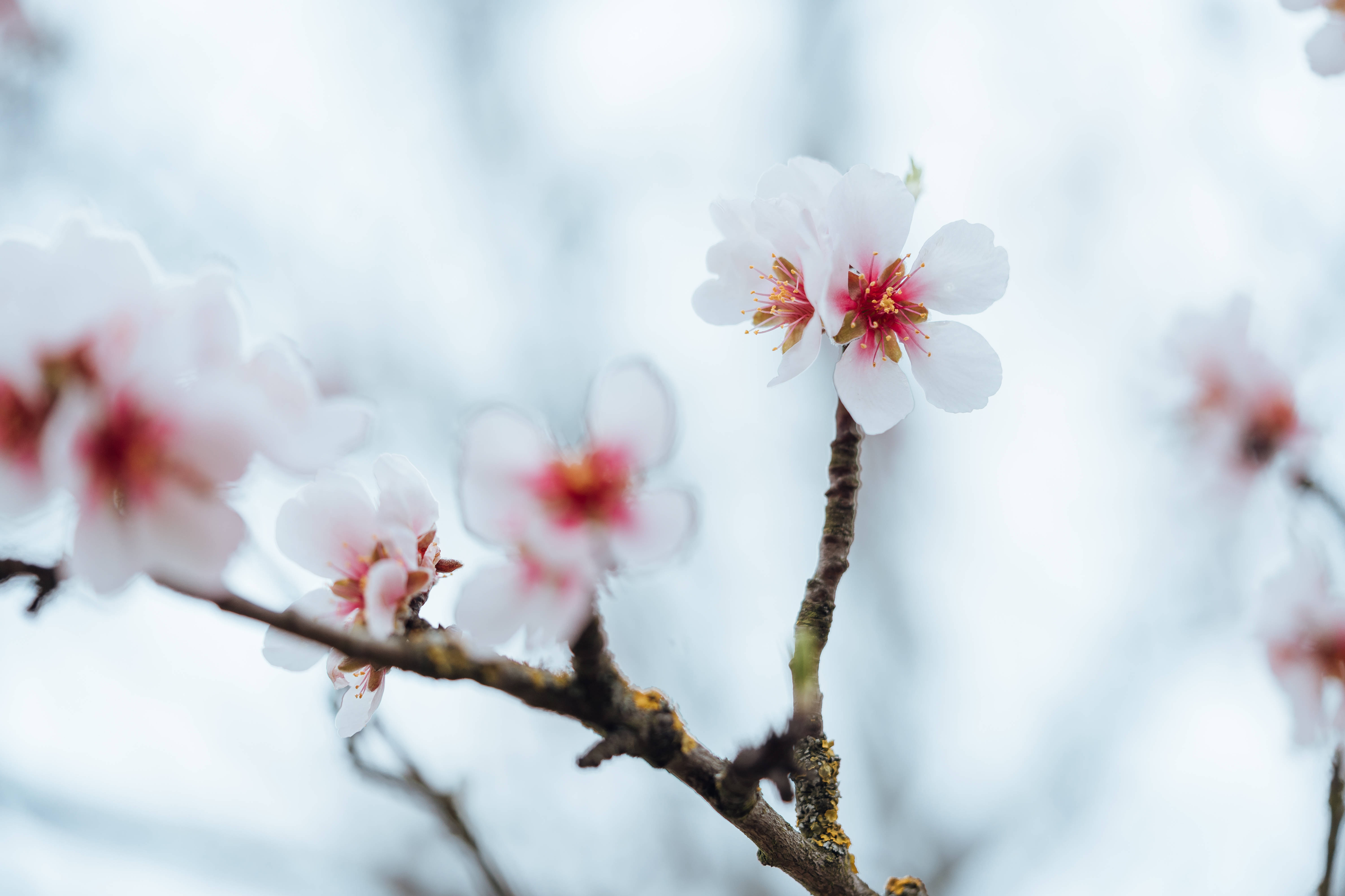 美學杏花 壁紙 — 嬌嫩的粉紅櫻花在光禿的樹枝上柔和綻放，映襯著朦朧的藍天。