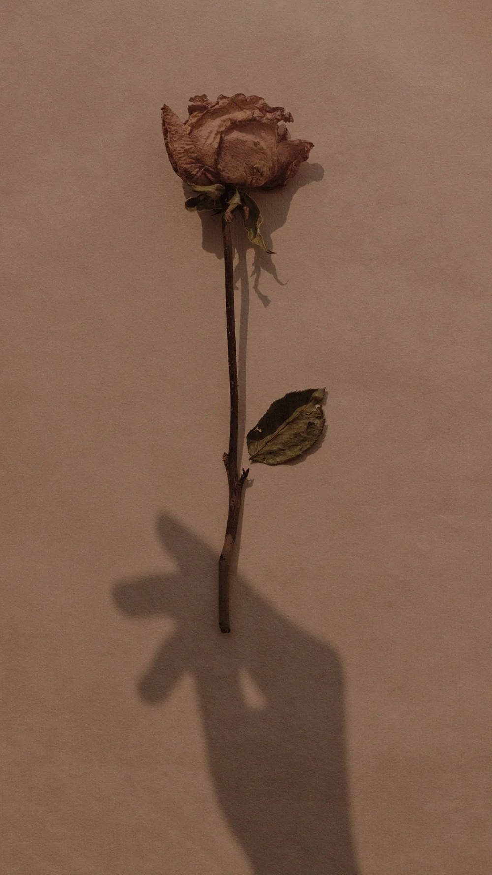美學棕色枯萎花朵 壁紙 — 一朵枯萎的玫瑰，帶有一片葉子，在柔和的米色背景上投射出一隻手的影子。