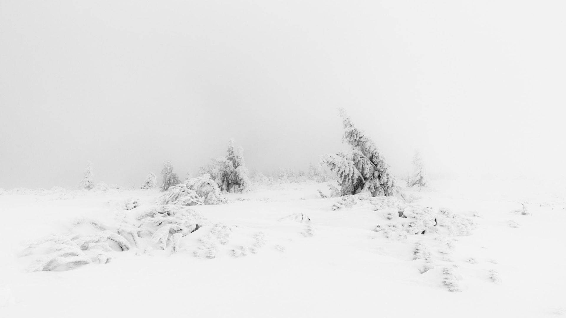 霧濛濛冬日景色中的積雪樹木和灌木。