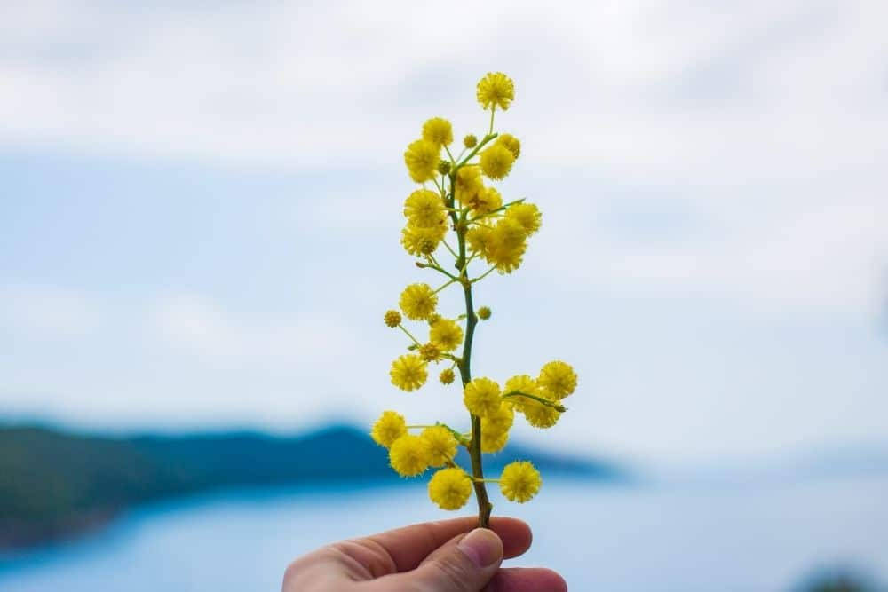 手拿著黃色金合歡花，背景是模糊的水和天空。