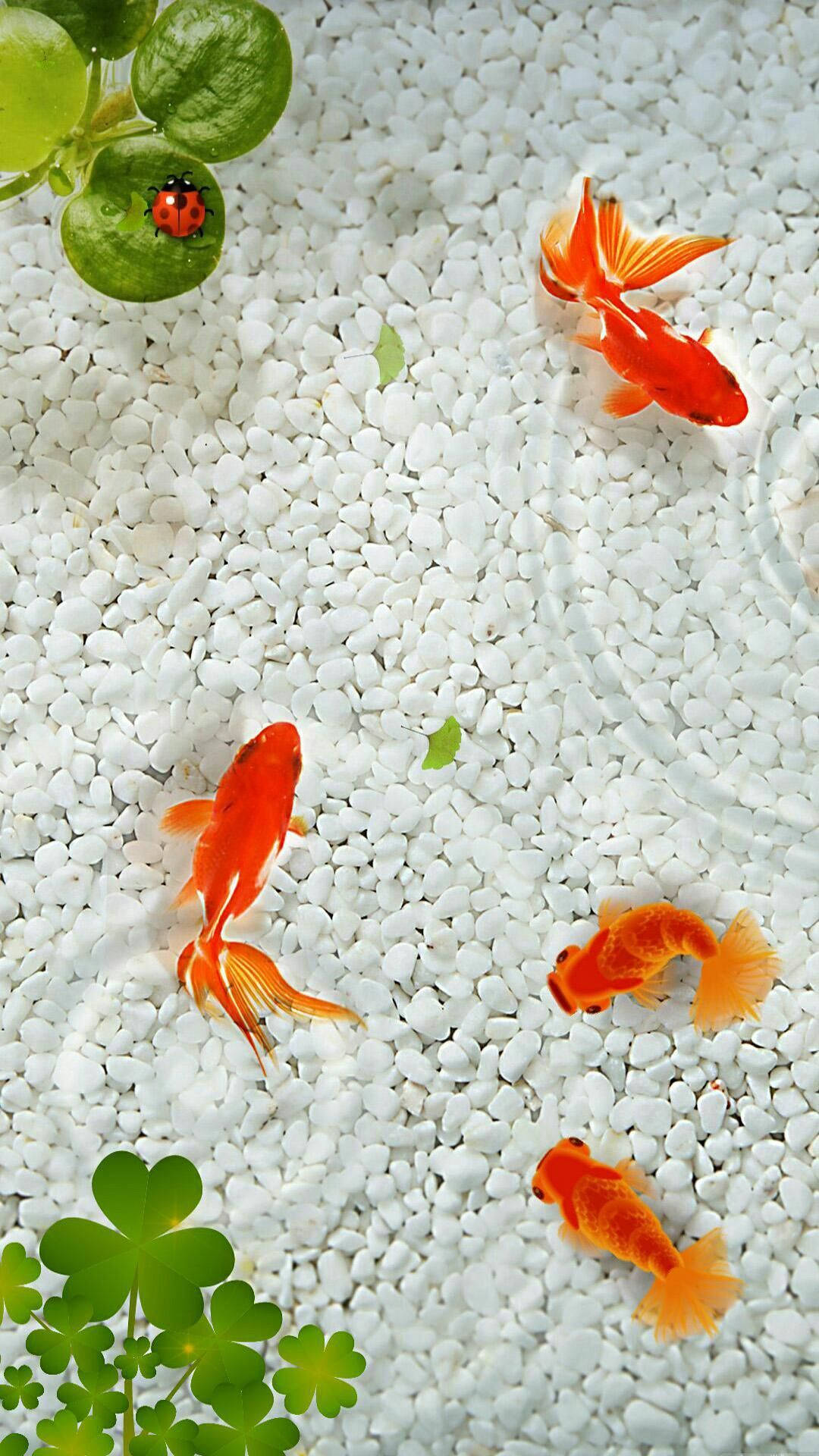 美學金魚缸 壁紙 — 鮮豔的橙色金魚在白色礫石上優雅地游動，綠色的三葉草和瓢蟲增添了魅力。