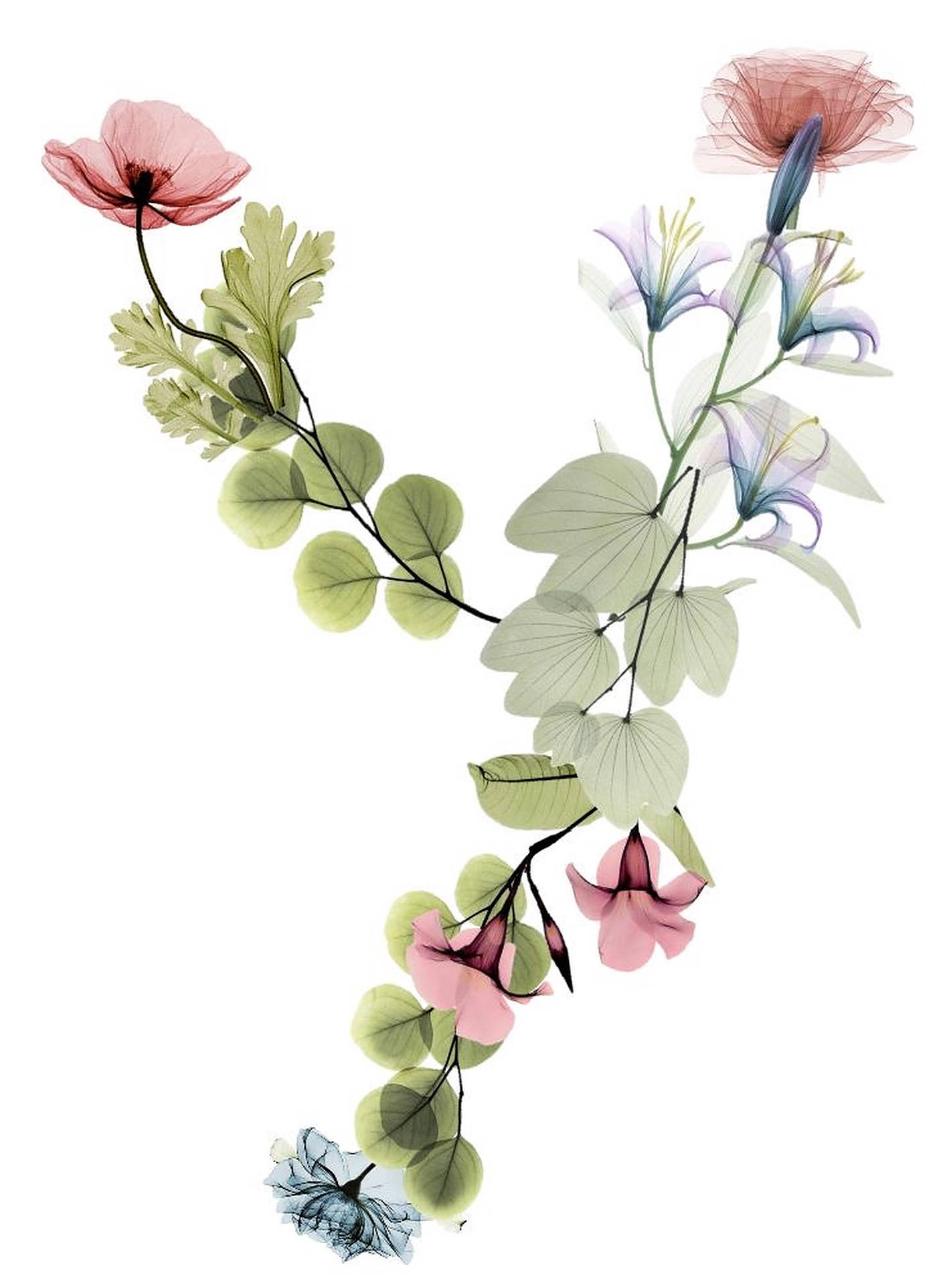 美學風格字母Y 壁紙 — X光風格花卉插圖，顯示半透明的粉紅色、紫色和藍色花朵，帶有綠色葉子，背景為白色。