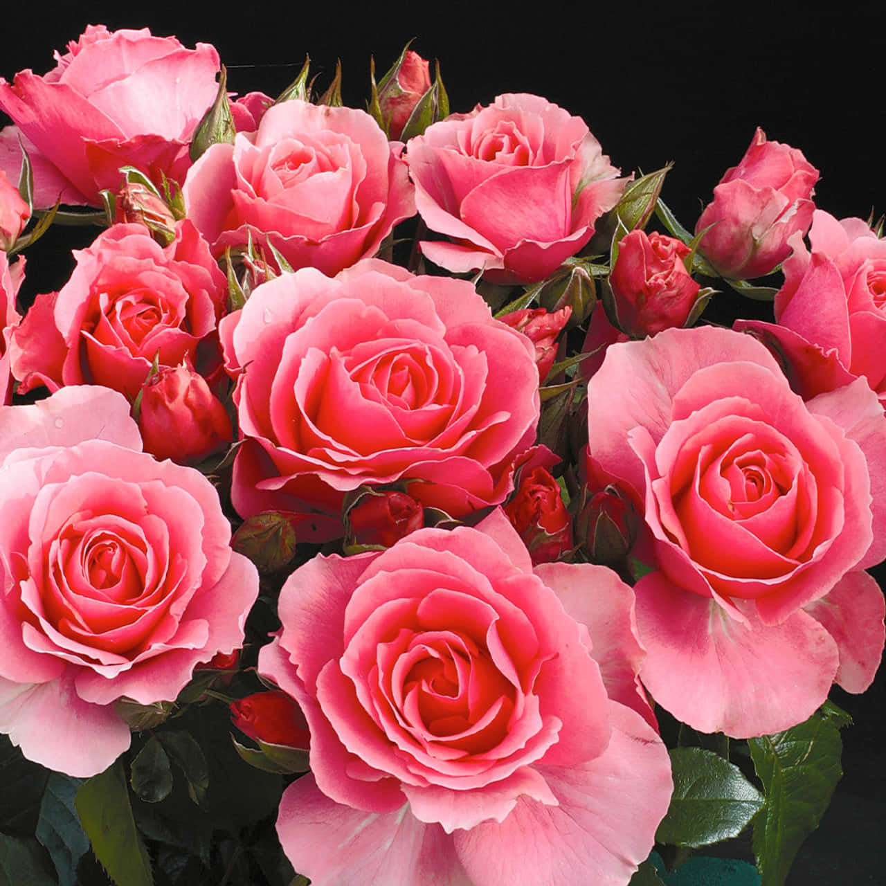 美麗「Rosa You're Beautiful」玫瑰花攝影 壁紙 — 一束茂盛的粉紅色玫瑰，帶有露珠和綠葉，襯托在純黑色背景上。