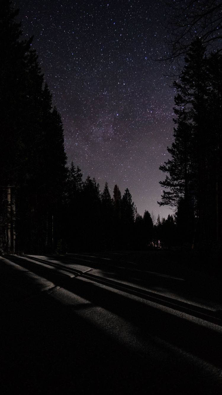 在繁星點點的夜空下，一條黑暗的森林道路，松樹的剪影清晰可見。