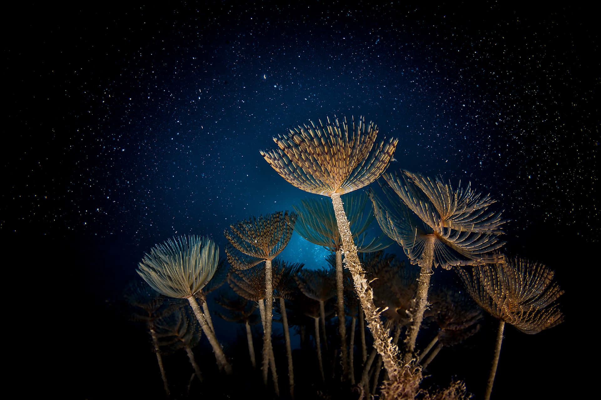 羽毛星在深海水域中，於繁星點點的夜空下發光。
