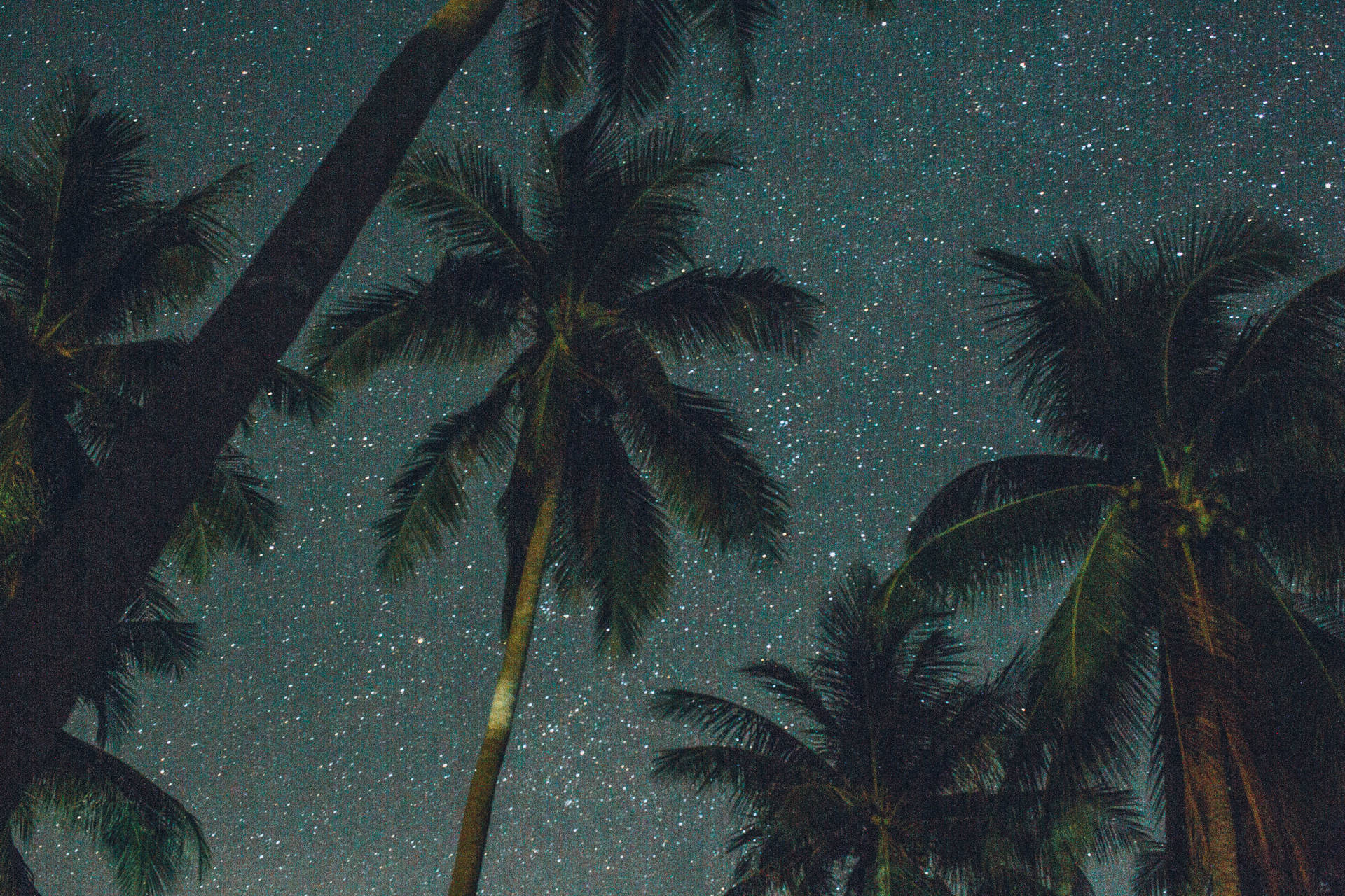 棕櫚樹在星空夜空的襯托下呈現剪影。
