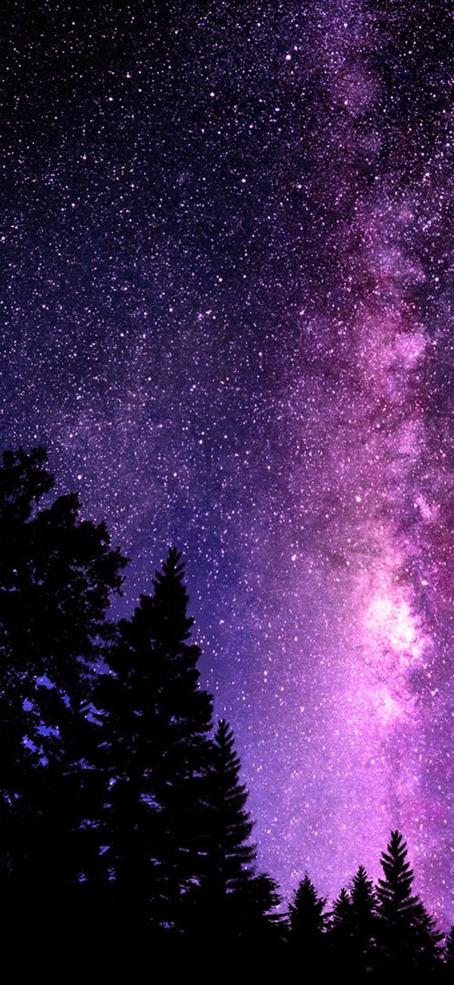 在充滿活力的紫色和粉紅色星空下，松樹剪影與銀河系。