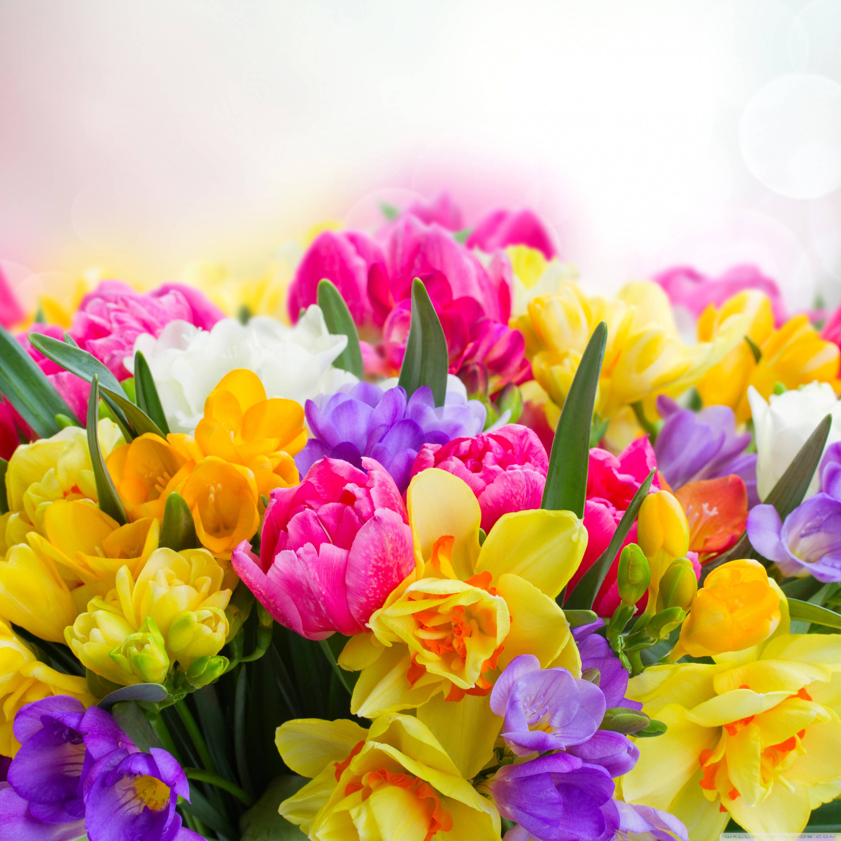 美麗春日鬱金香、 freesias、水仙與番紅花 壁紙 — 一束色彩鮮豔的粉紅、黃、紫、白色鬱金香和水仙花，配以綠色莖幹，襯托在柔和發光的背景上。