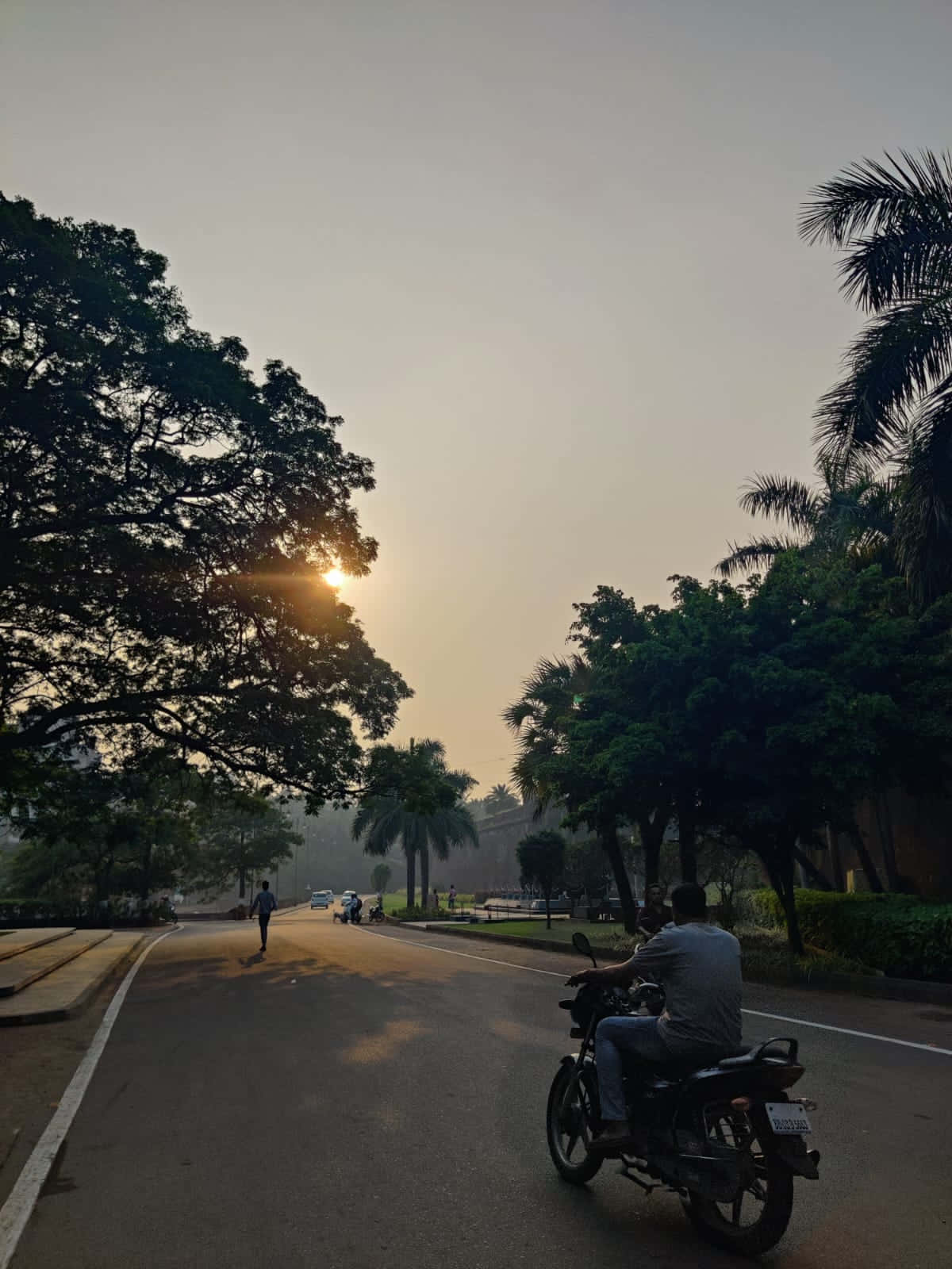 美麗景觀 壁紙 — 一名電單車手沿著綠樹成蔭的道路行駛，夕陽落在樹葉後方，投下長長的影子。