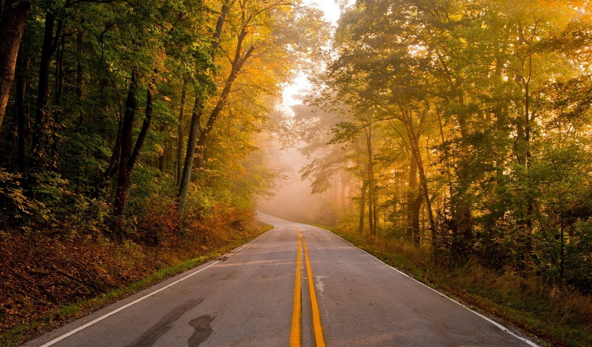 蜿蜒道路穿過霧氣瀰漫的秋日森林，日出時分 — 美景 壁紙