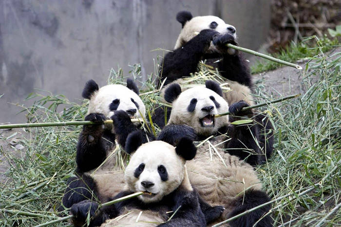 四隻大熊貓在動物園圍欄內吃竹子。
