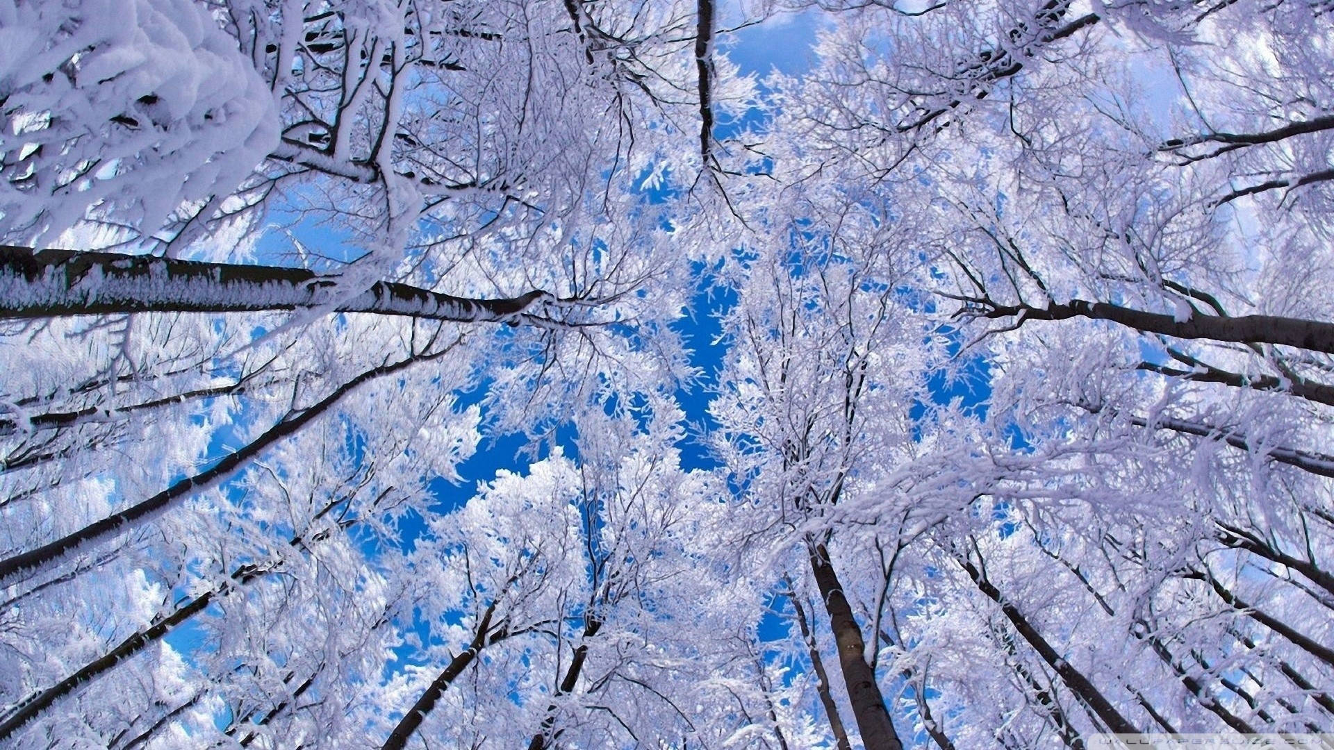 積雪的樹木在冬天伸向清澈的藍天。