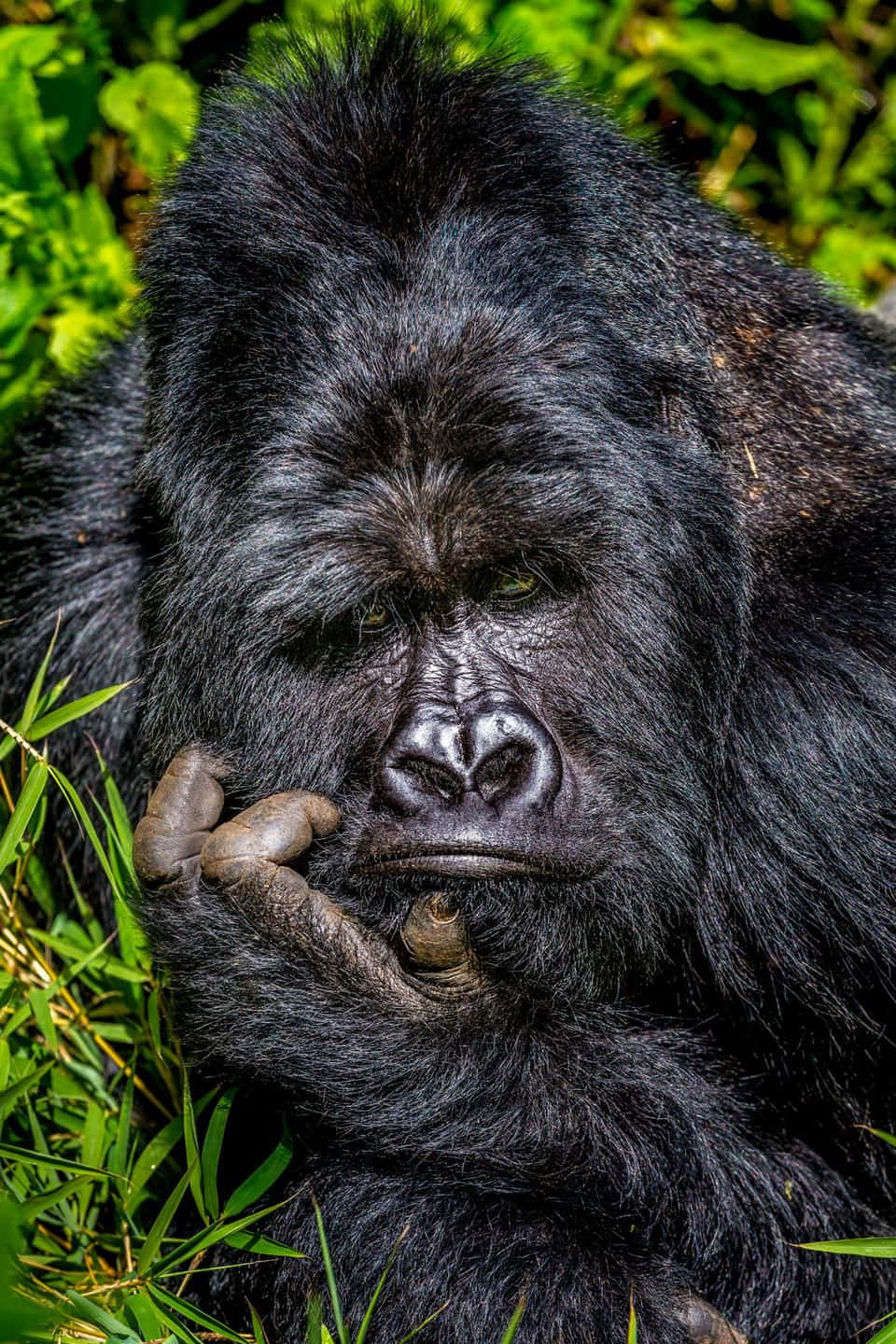 美麗的 gorilla 動物圖像 壁紙 — 一隻深色毛髮、眼神若有所思的大猩猩特寫，手放在嘴邊，置身於茂密的綠色樹葉中。