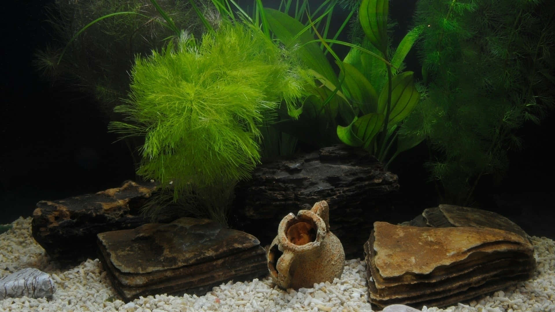 水族箱，有綠色植物、沉木和陶瓷盆，放在白色礫石上