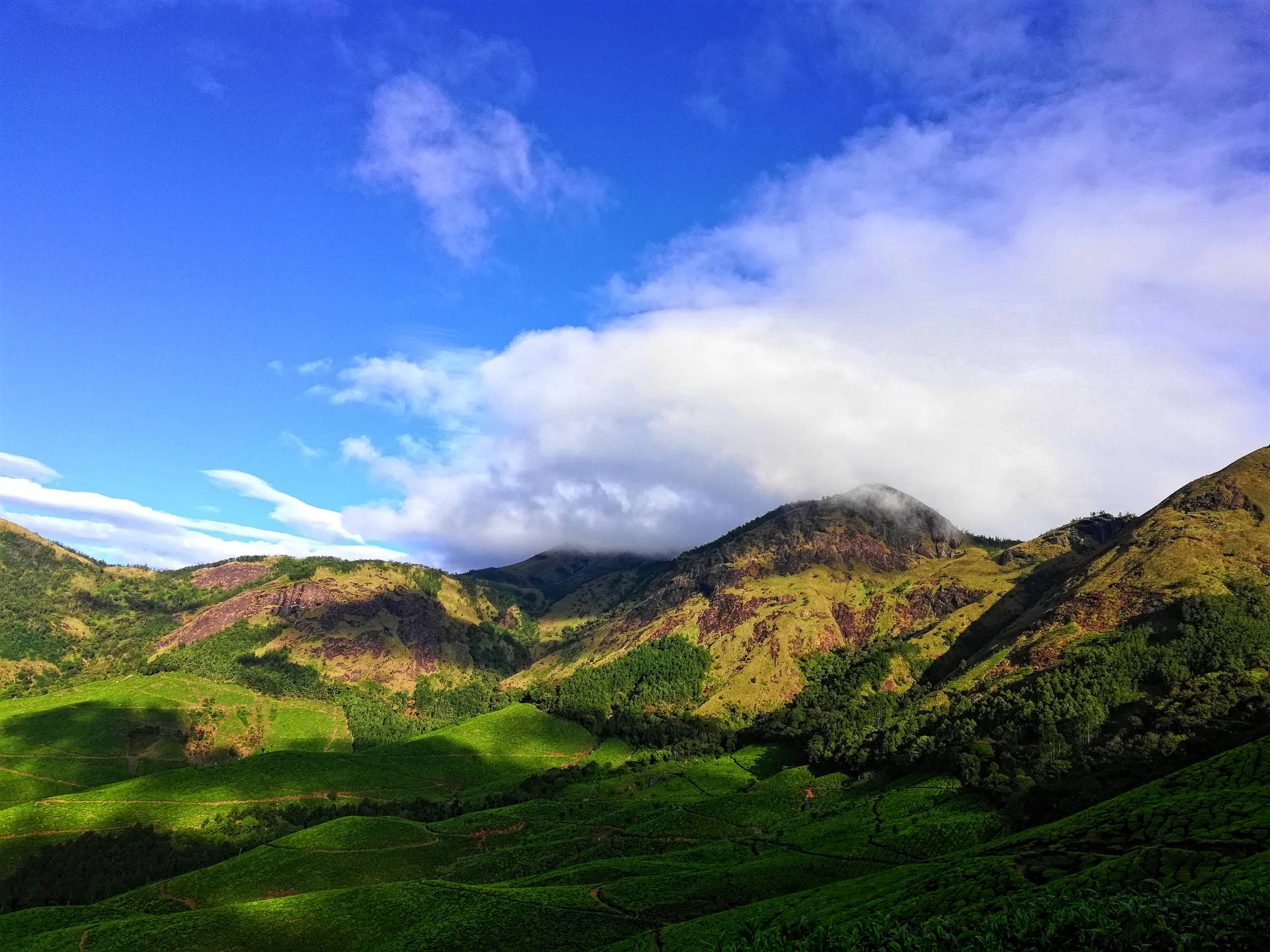 在晴朗藍天白雲下，起伏山丘上廣闊的綠色茶園梯田。