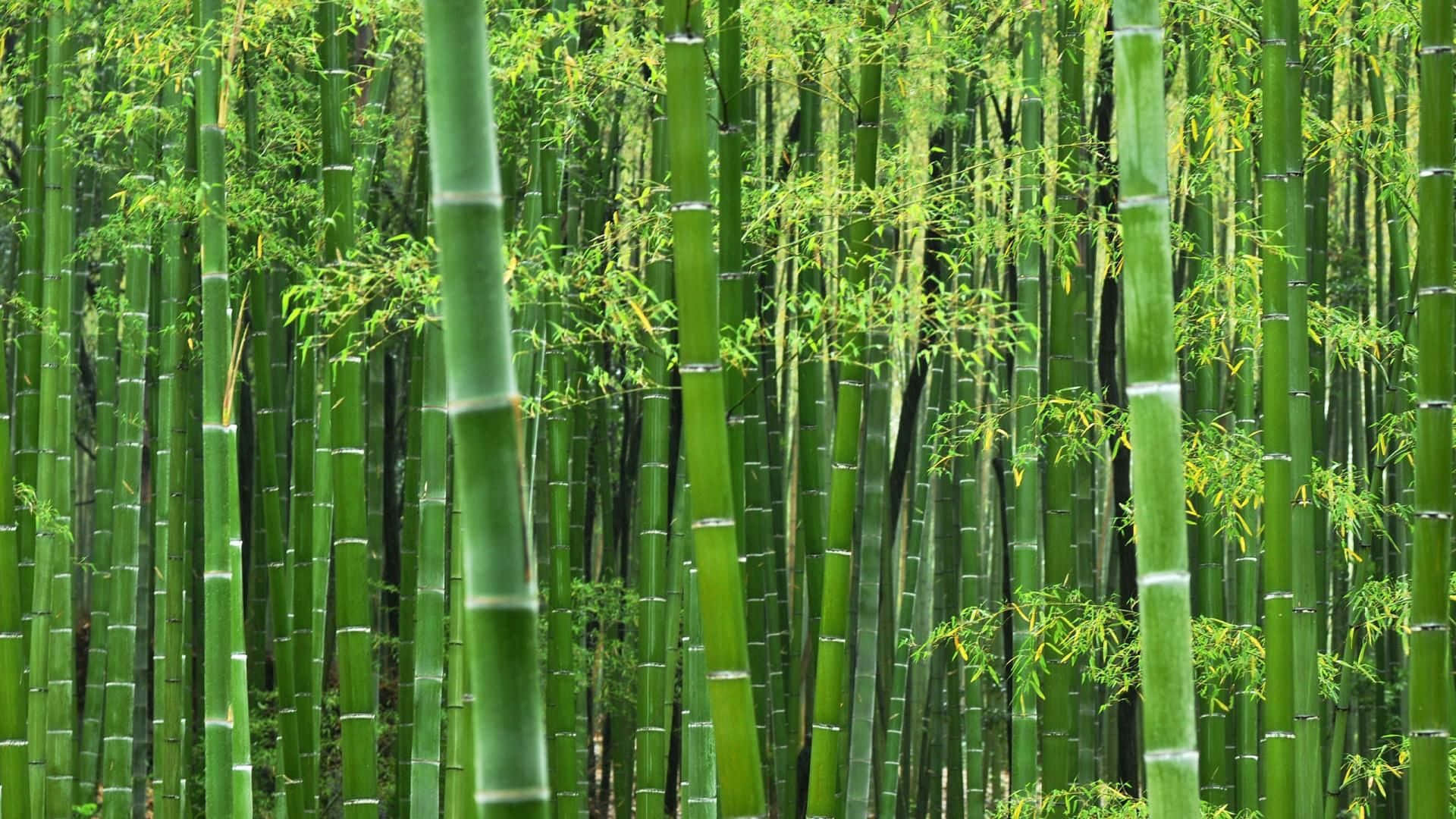 茂密森林中的高大綠色竹莖，陽光穿過樹葉灑落。