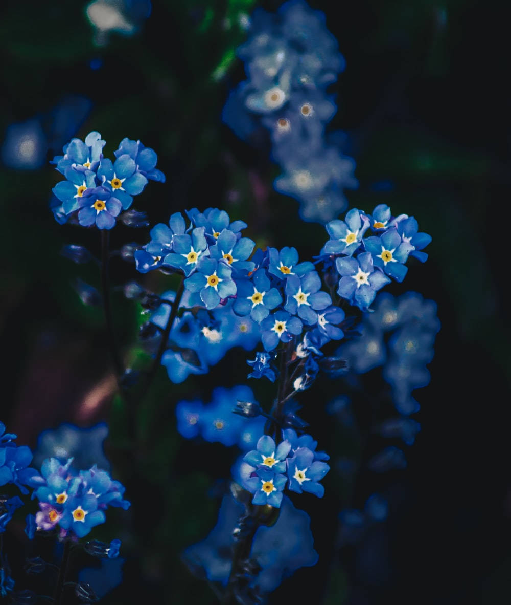 美麗的勿忘我花 壁紙 — 鮮豔的藍色勿忘我花，黃色花心，在黑暗模糊的背景上柔和綻放。