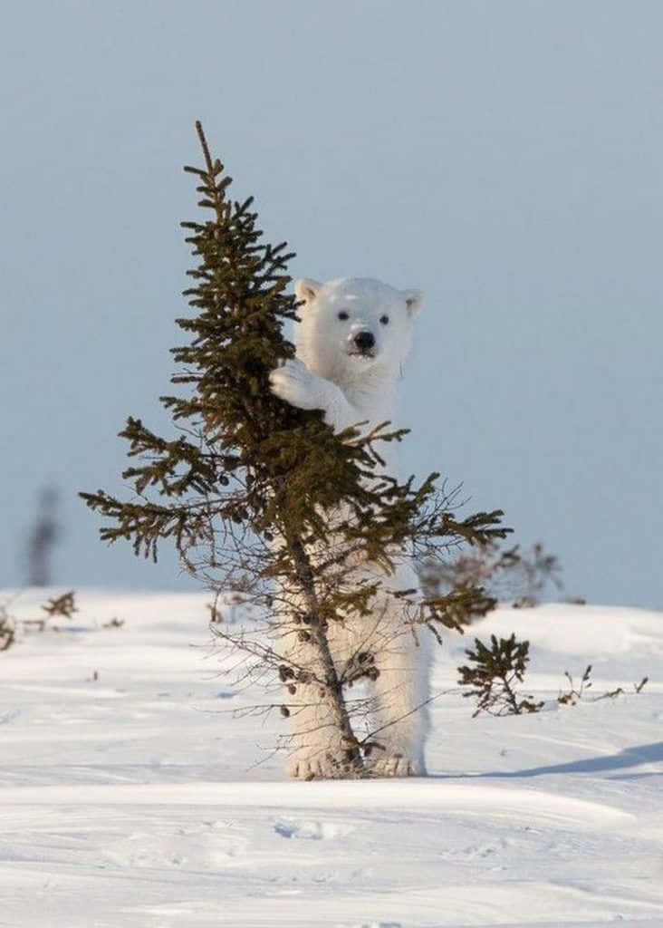 美麗的北极熊動物圖 壁紙 — 一隻好奇的北極熊在雪地苔原上直立，用一隻爪子抓著一棵小常青樹。