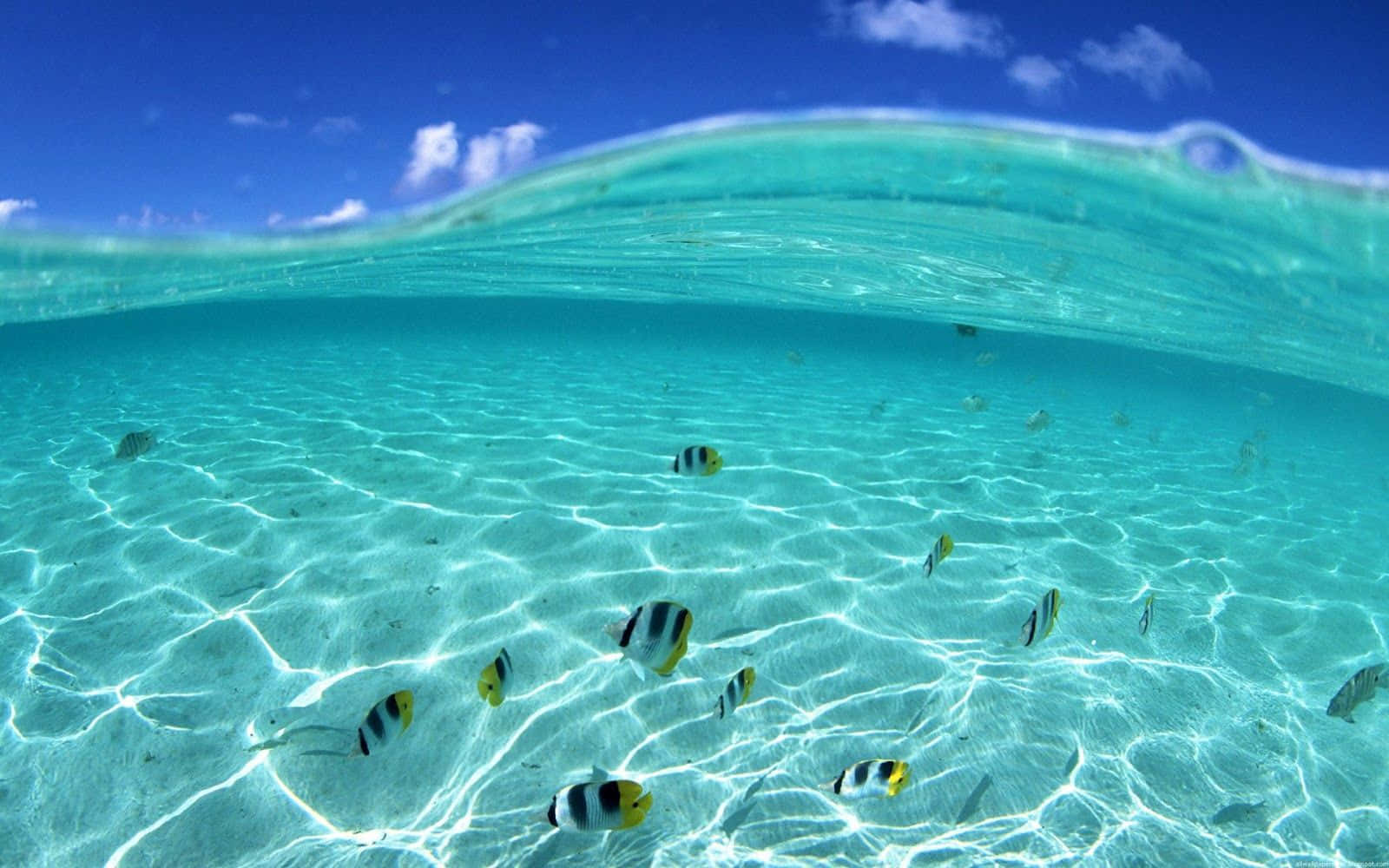 美麗的夏日魚群 壁紙 — 陽光圖案和色彩繽紛的魚兒在沙底附近游動的碧綠海洋水下景觀。