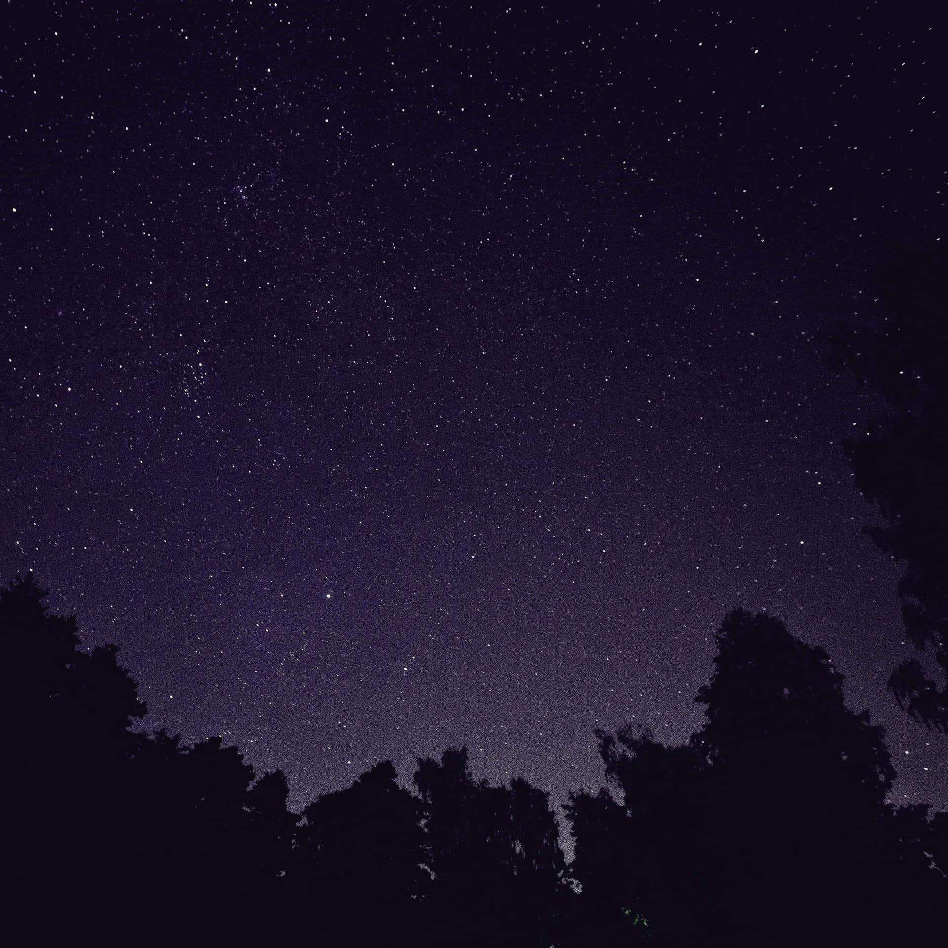 黑暗的樹木剪影映襯著繁星點點的夜空。