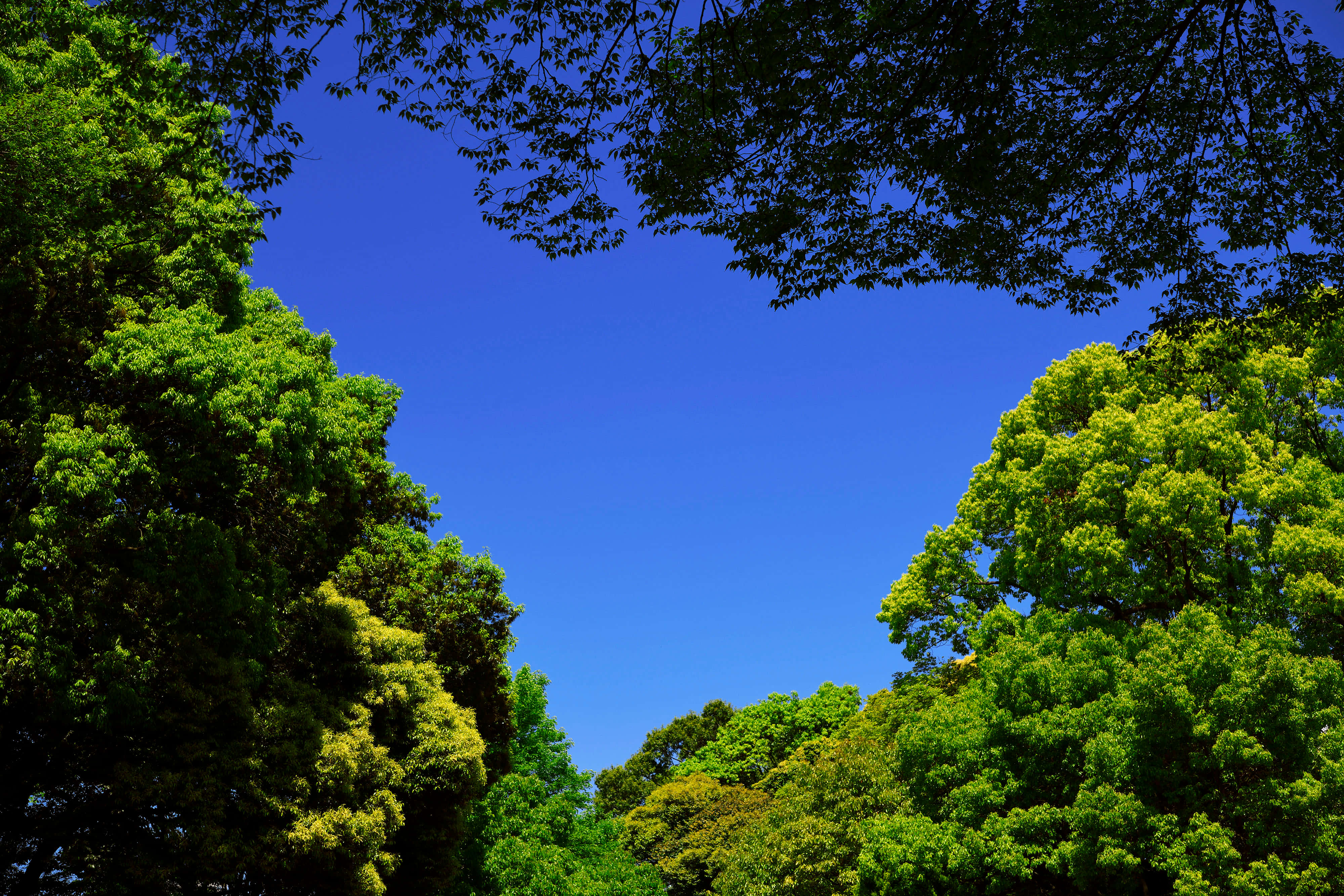 美麗的嬰兒藍天空 壁紙 — 充滿活力的綠色樹木在茂密的森林樹冠中框出清澈的藍天。