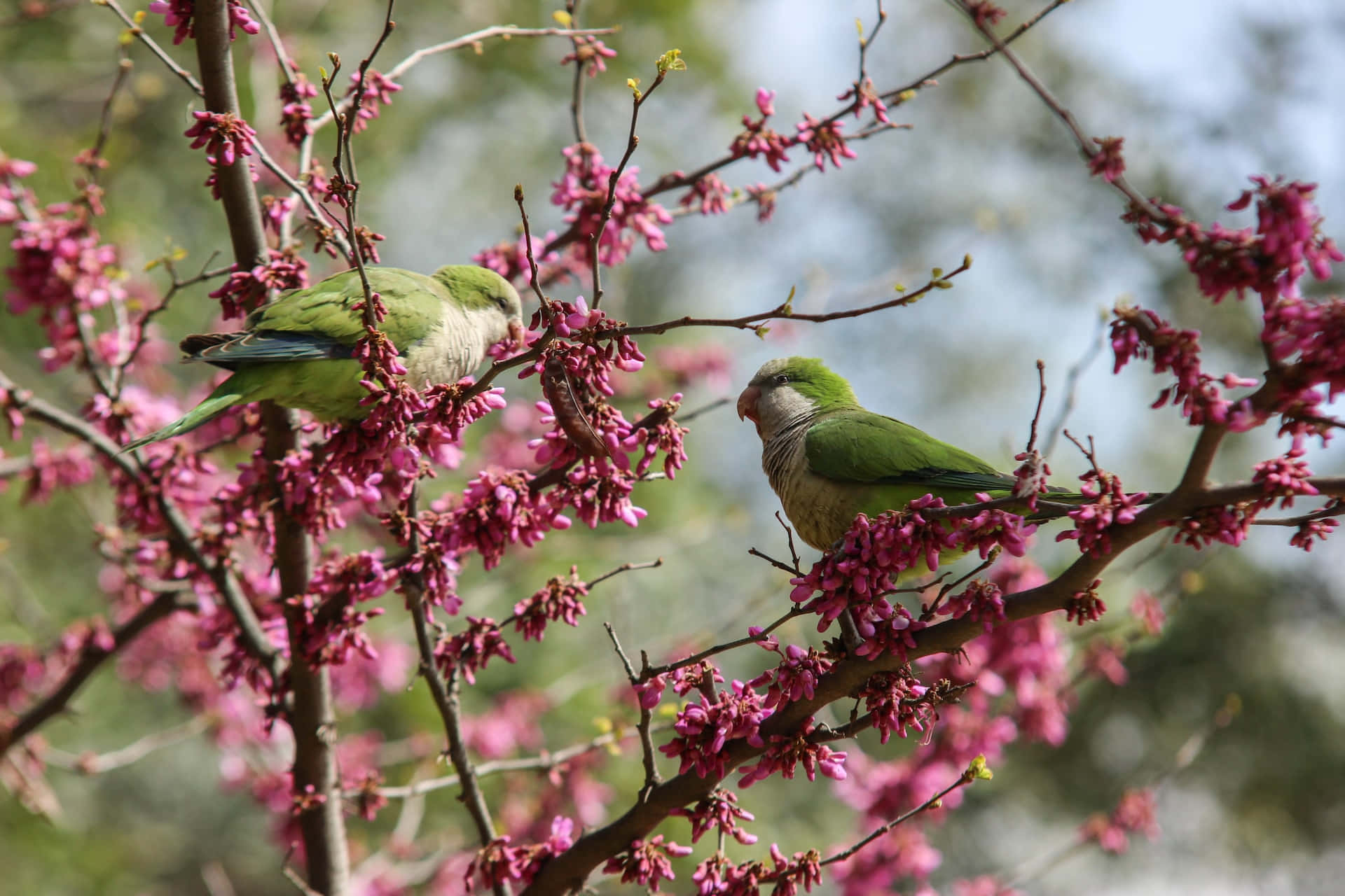 美麗的春日鳥兒棲息於盛開樹枝 壁紙 — 兩隻綠色鸚鵡棲息在裝飾著鮮豔粉紅色花朵的樹枝上，背景柔和模糊。