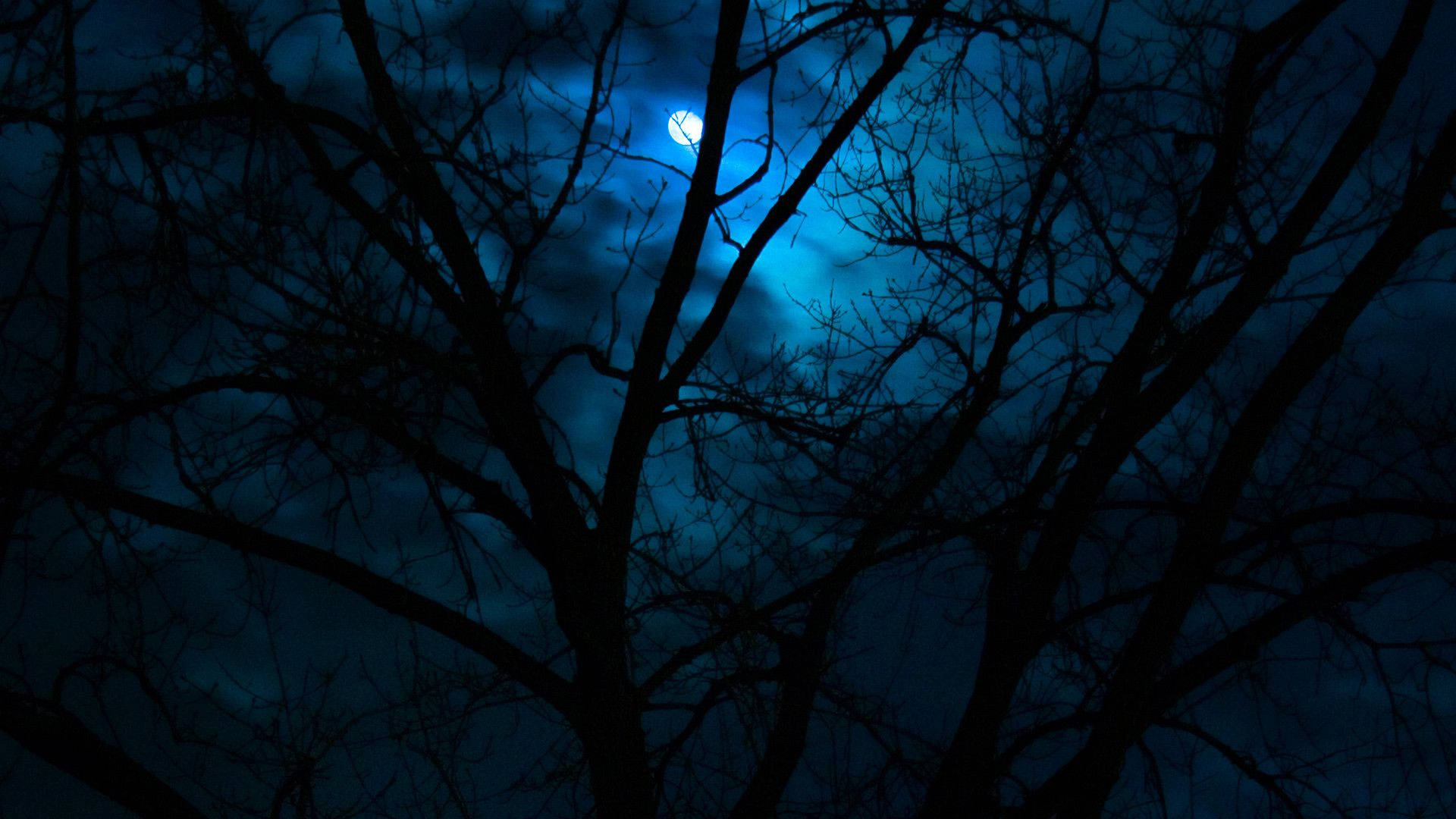 月光穿過光禿的樹枝，映襯著深藍色的夜空。