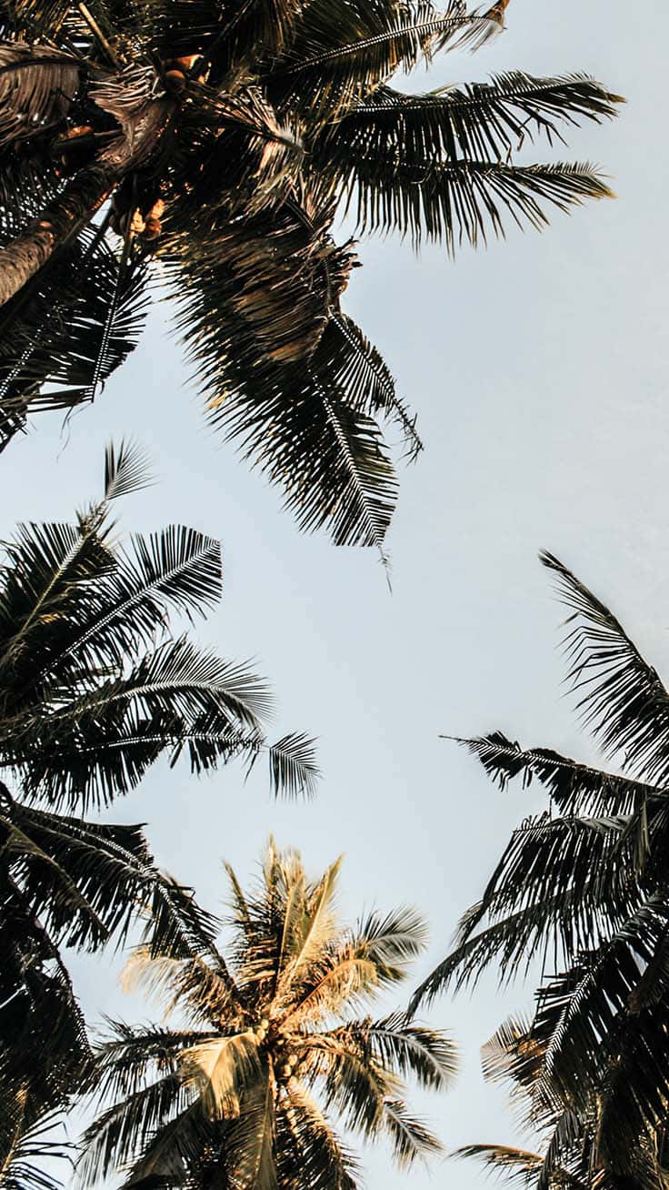美麗的熱帶棕櫚樹在寧靜的海灘景觀中 壁紙 — 穿過茂密的棕櫚葉仰望明亮淡藍色的天空，陽光透過樹葉灑落。
