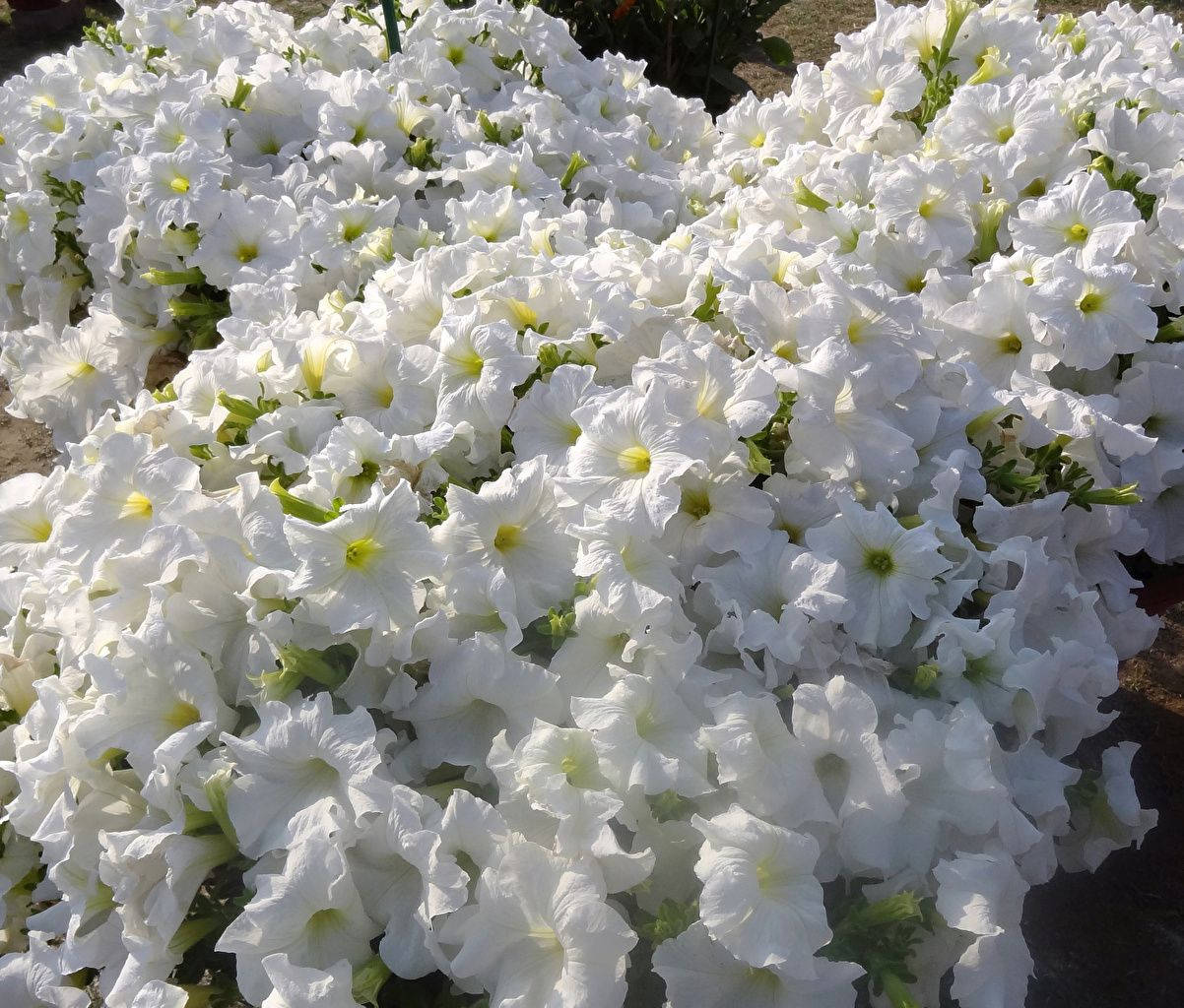 花園中盛開的白色矮牽牛花，帶有黃色中心。