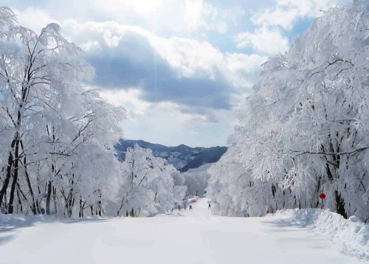 白雪覆蓋的滑雪坡道，有結霜的樹木和遠處的滑雪者。