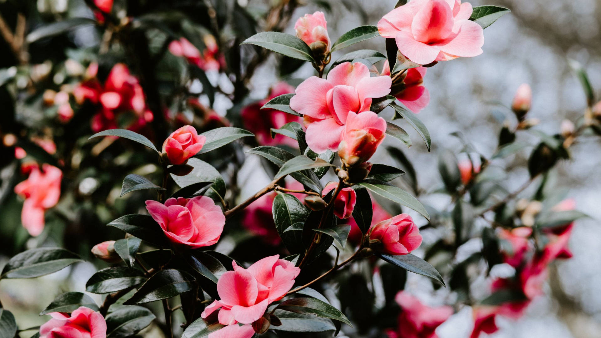 粉紅色山茶花與綠葉，自然花園環境