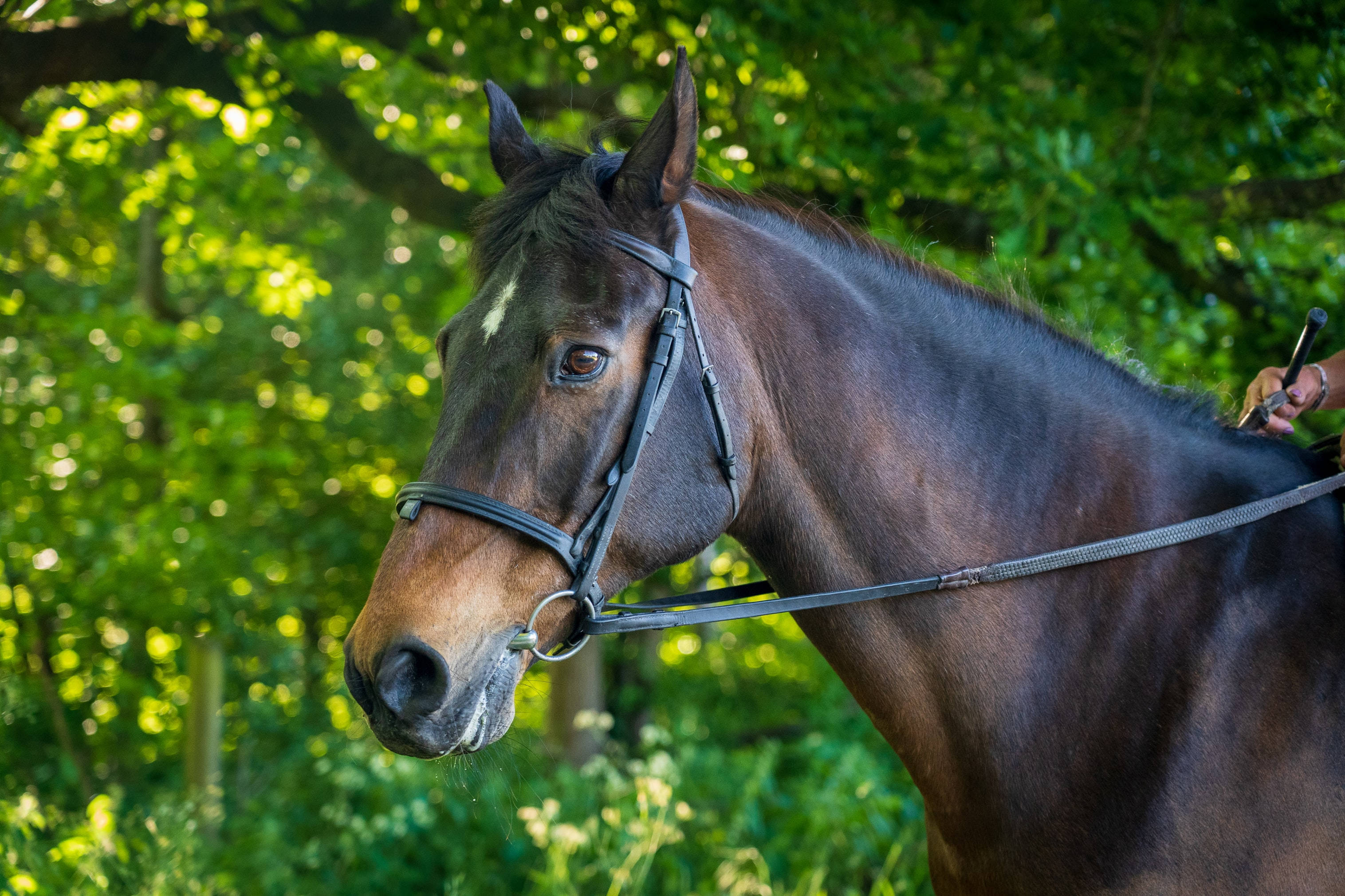 美麗的純種賽馬臉 壁紙 — 一匹帶有白色星紋的棕色馬匹的近距離特寫，站在陽光明媚的森林中，戴著韁繩，騎手的手清晰可見。