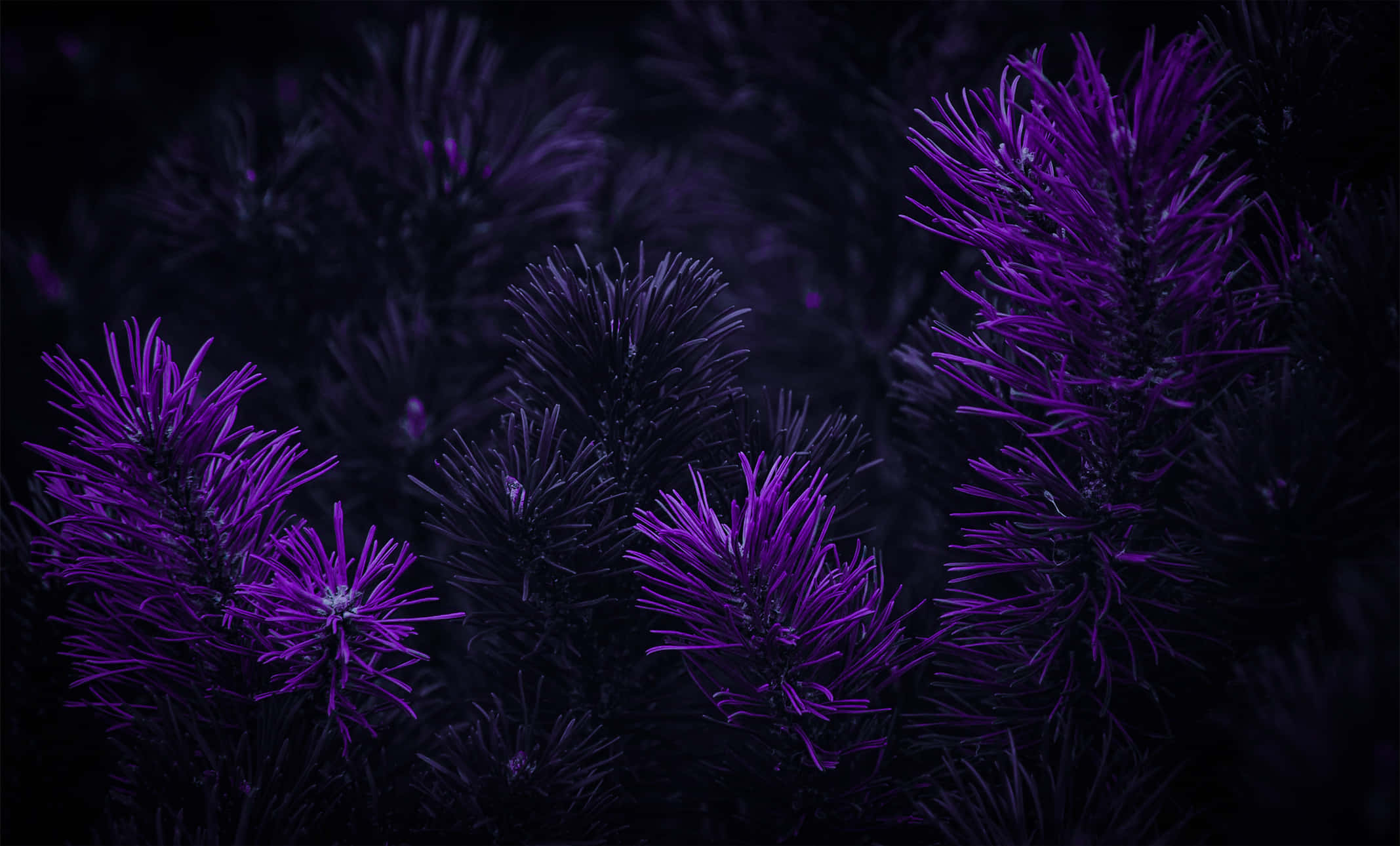 美麗的紫羅蘭色背景 壁紙 — 充滿活力的紫色多刺植物在深黑色背景上發光，營造出情緒化的特寫。
