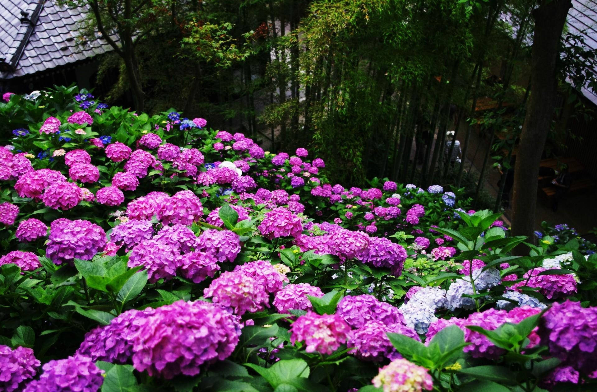 粉紅色和紫色繡球花在陰涼的日本花園中綻放，周圍有竹子和瓦頂。
