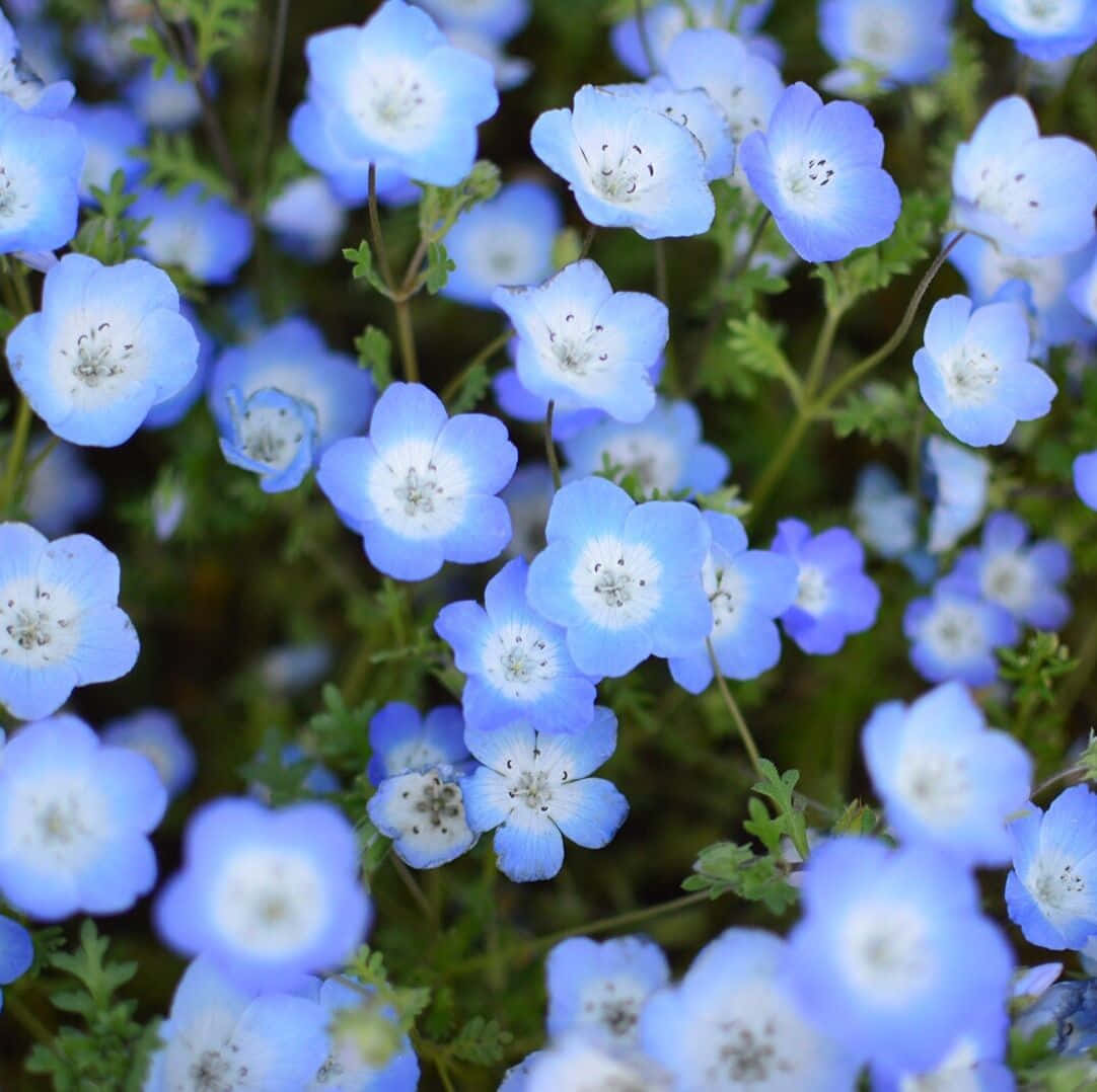美麗的紫草花圖 壁紙 — 白色中心嘅精緻藍色 nemophila 花喺綠色葉片中盛開嘅特寫。