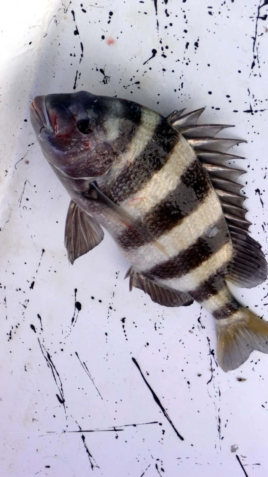 一條帶有黑白條紋的條紋魚躺在濺有污漬的白色表面上。